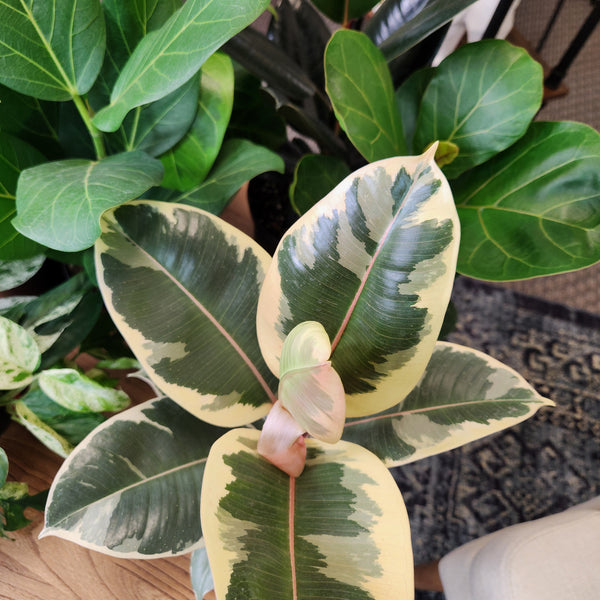 6IN_Ficus_Tineke_Porter_Pot_wh