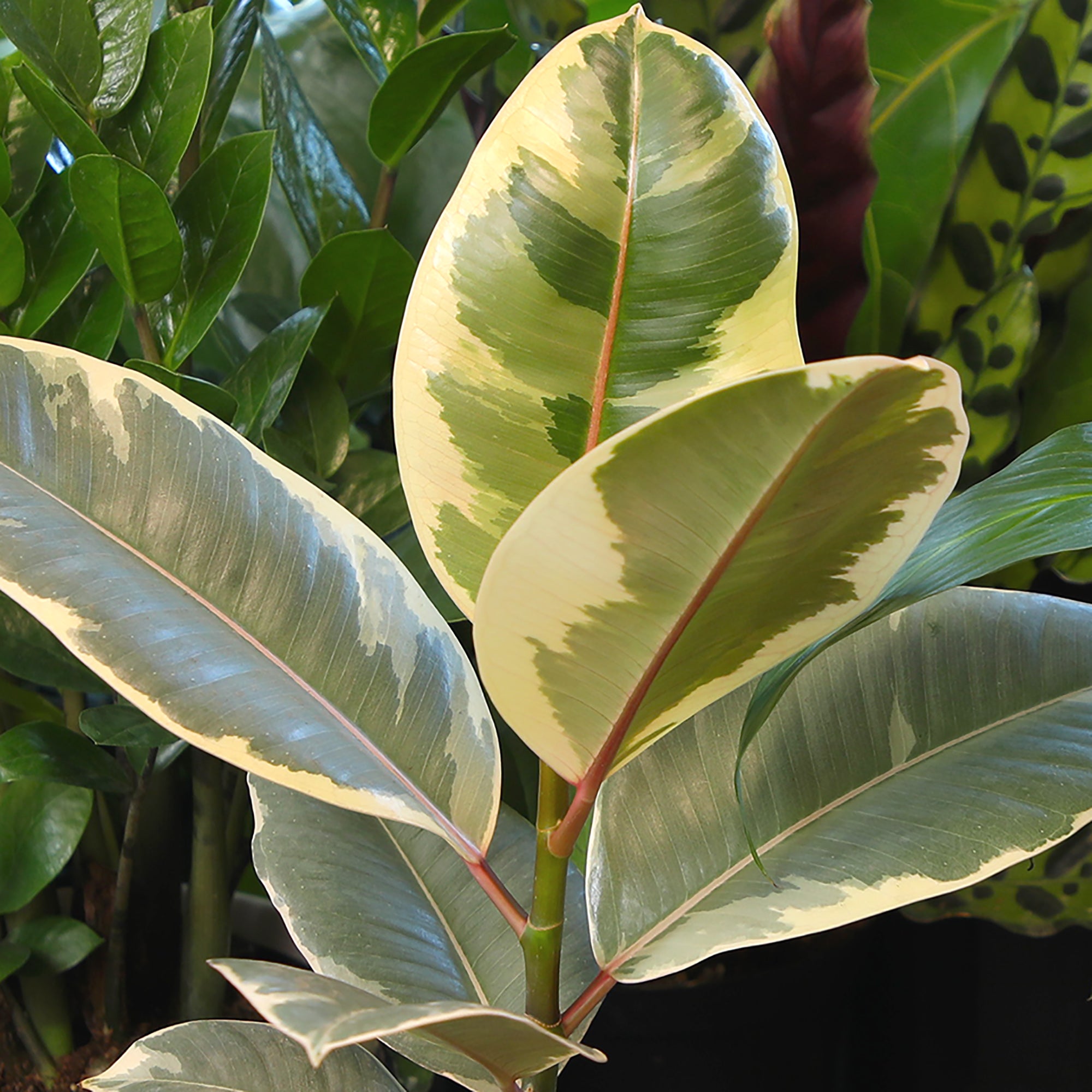 Variegated Ficus Tineke: Live Indoor Plant for Plant Lovers - Ficus Elastica - (6” Pot) – Easy Plant Care – Ficus Tree - Low Maintenance House Plant for Home & Office - Unique Plant Lover Gift