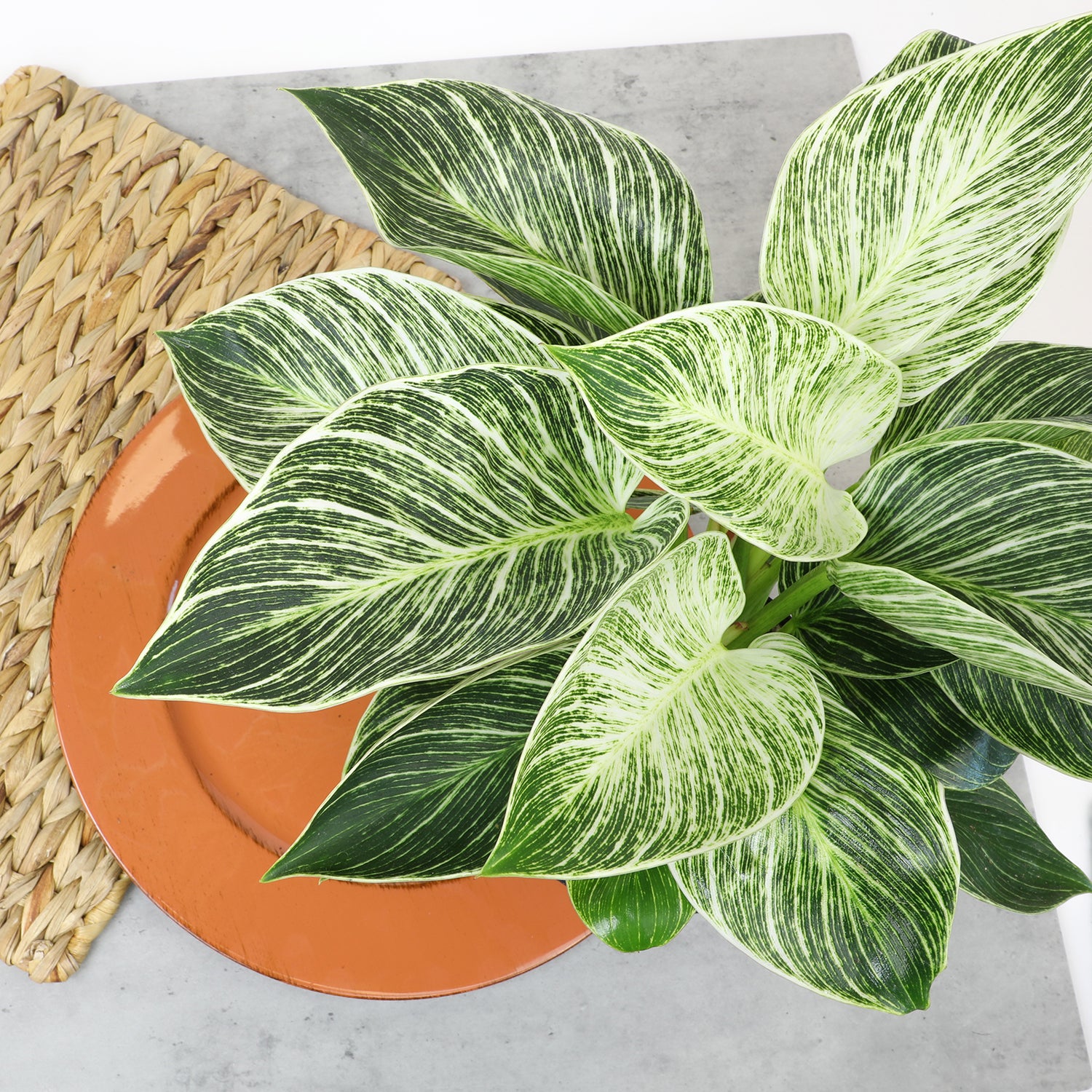 Variegated Philodendron 'Birkin' : Tropical Live Plant - Great for Beginners - (6” Pot) – Unlimited Variegation - Easy Plant Care - Unique Philodendrons - Low Maintenance House Plants