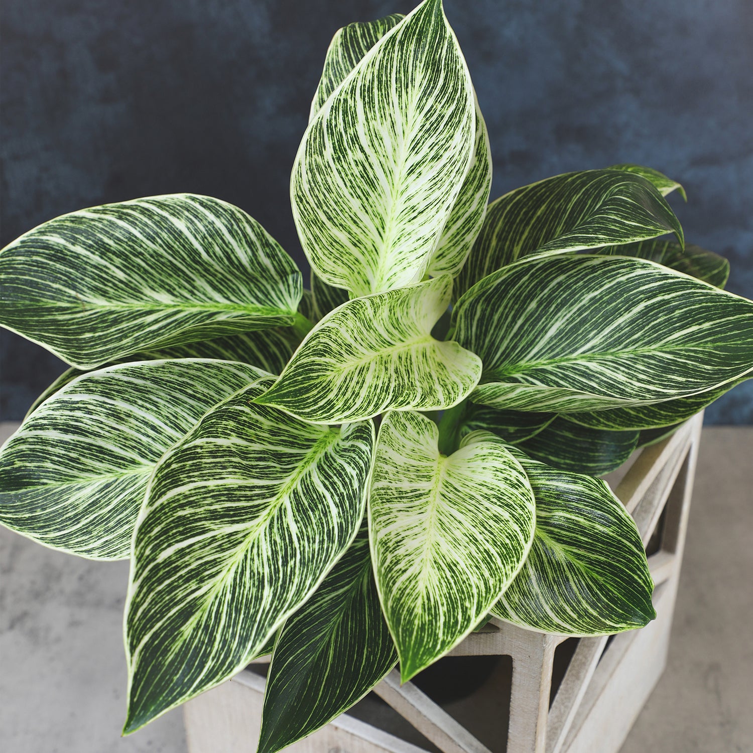 Variegated Philodendron 'Birkin' : Tropical Live Plant - Great for Beginners - (6” Pot) – Unlimited Variegation - Easy Plant Care - Unique Philodendrons - Low Maintenance House Plants