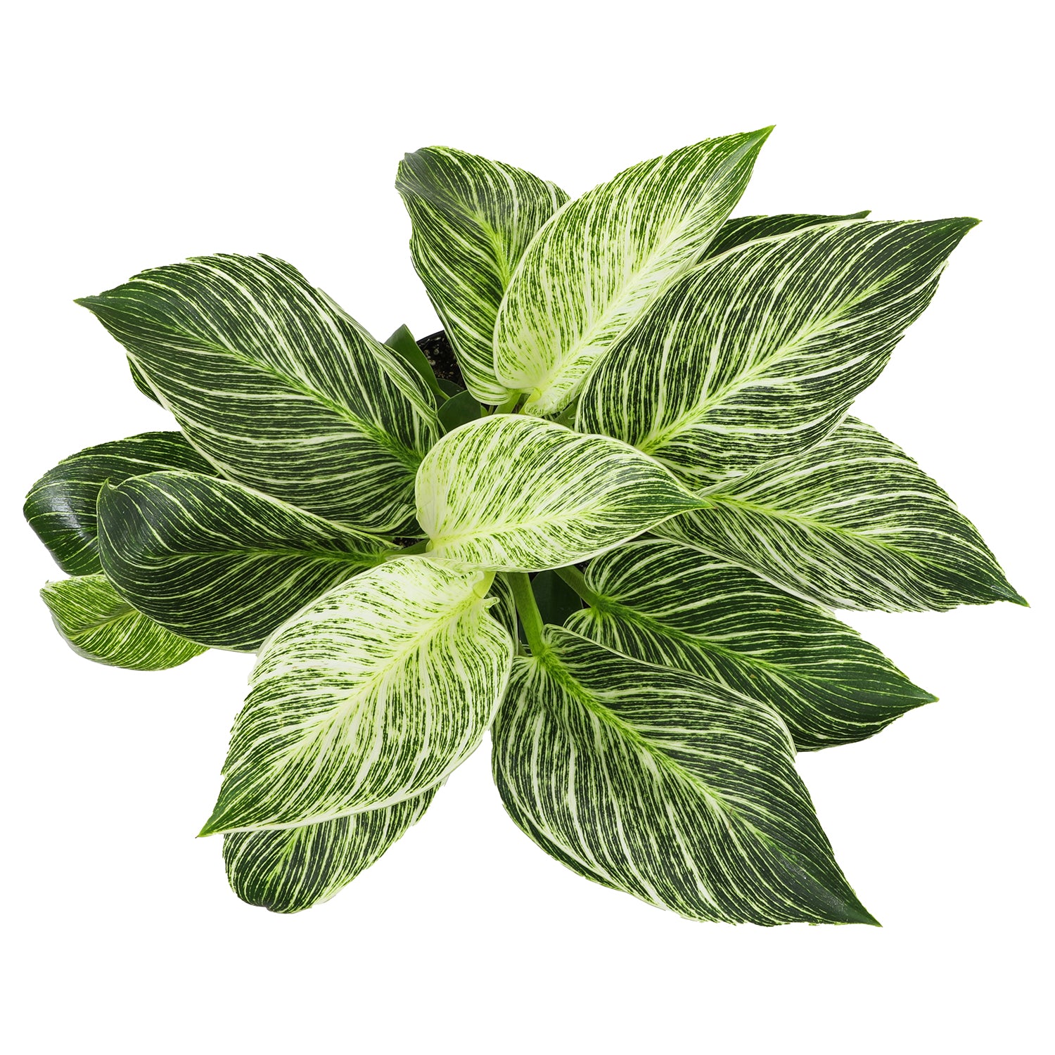 Variegated Philodendron 'Birkin' : Tropical Live Plant - Great for Beginners - (6” Pot) – Unlimited Variegation - Easy Plant Care - Unique Philodendrons - Low Maintenance House Plants
