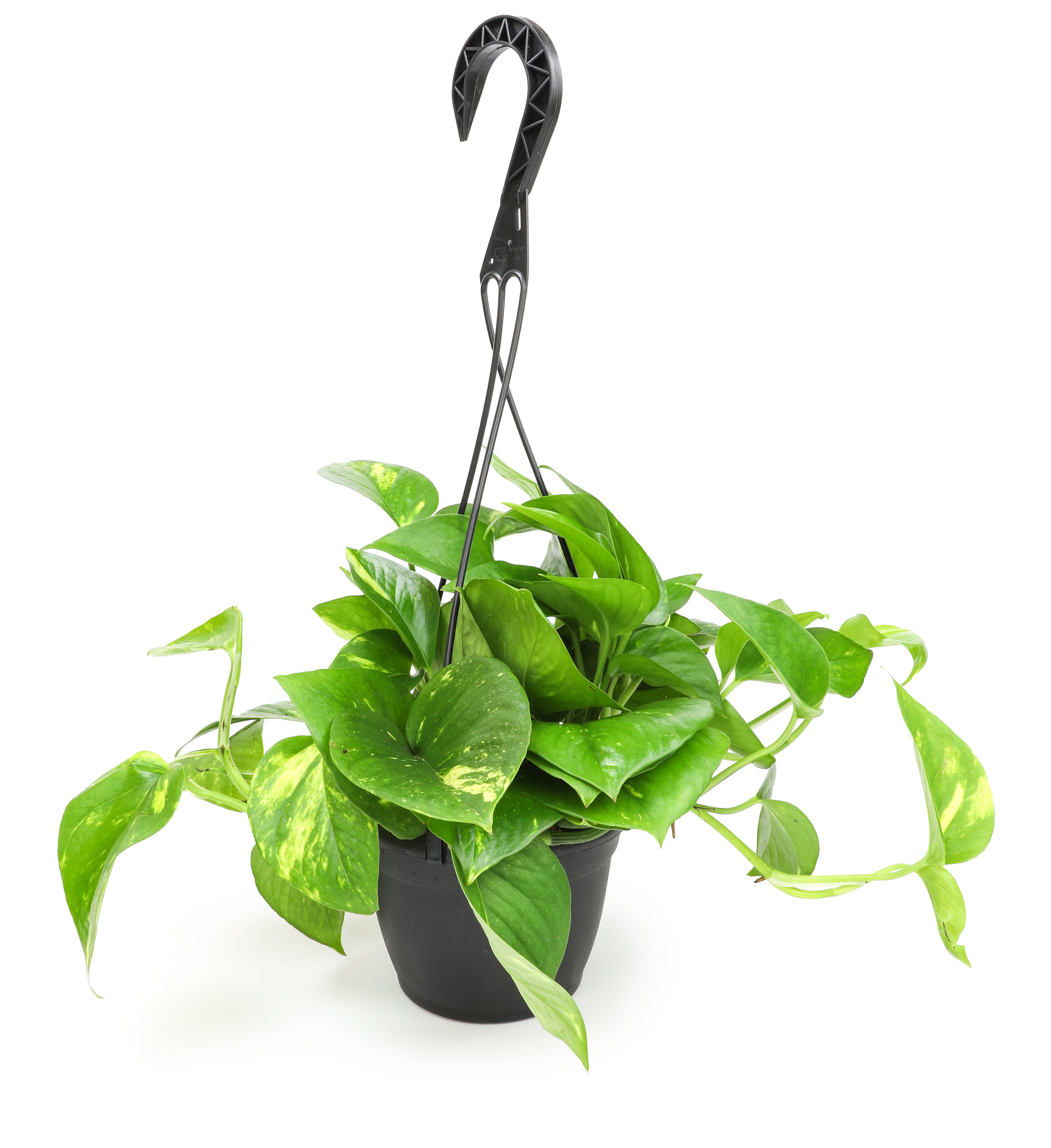 Golden Pothos Hanging Basket: Variegated Hanging Vines – Live Plant - (6” Pot) – Easy Pothos Plants – Great for Beginners – Air Purifying Houseplants