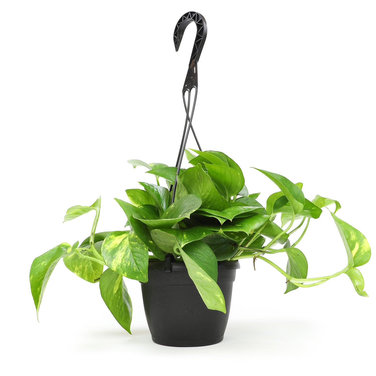 Golden Pothos Hanging Basket: Variegated Hanging Vines – Live Plant - (6” Pot) – Easy Pothos Plants – Great for Beginners – Air Purifying Houseplants