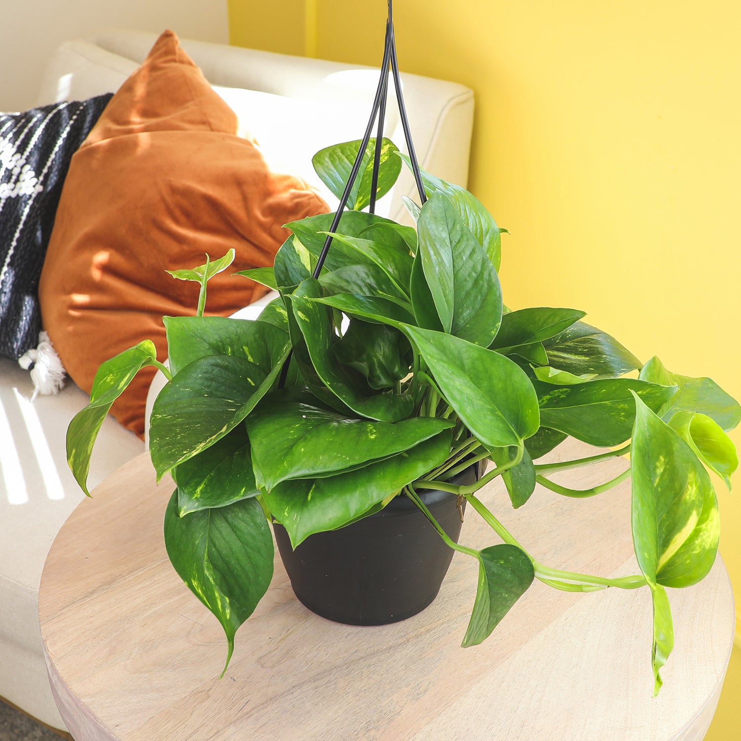 Golden Pothos Hanging Basket: Variegated Hanging Vines – Live Plant - (6” Pot) – Easy Pothos Plants – Great for Beginners – Air Purifying Houseplants