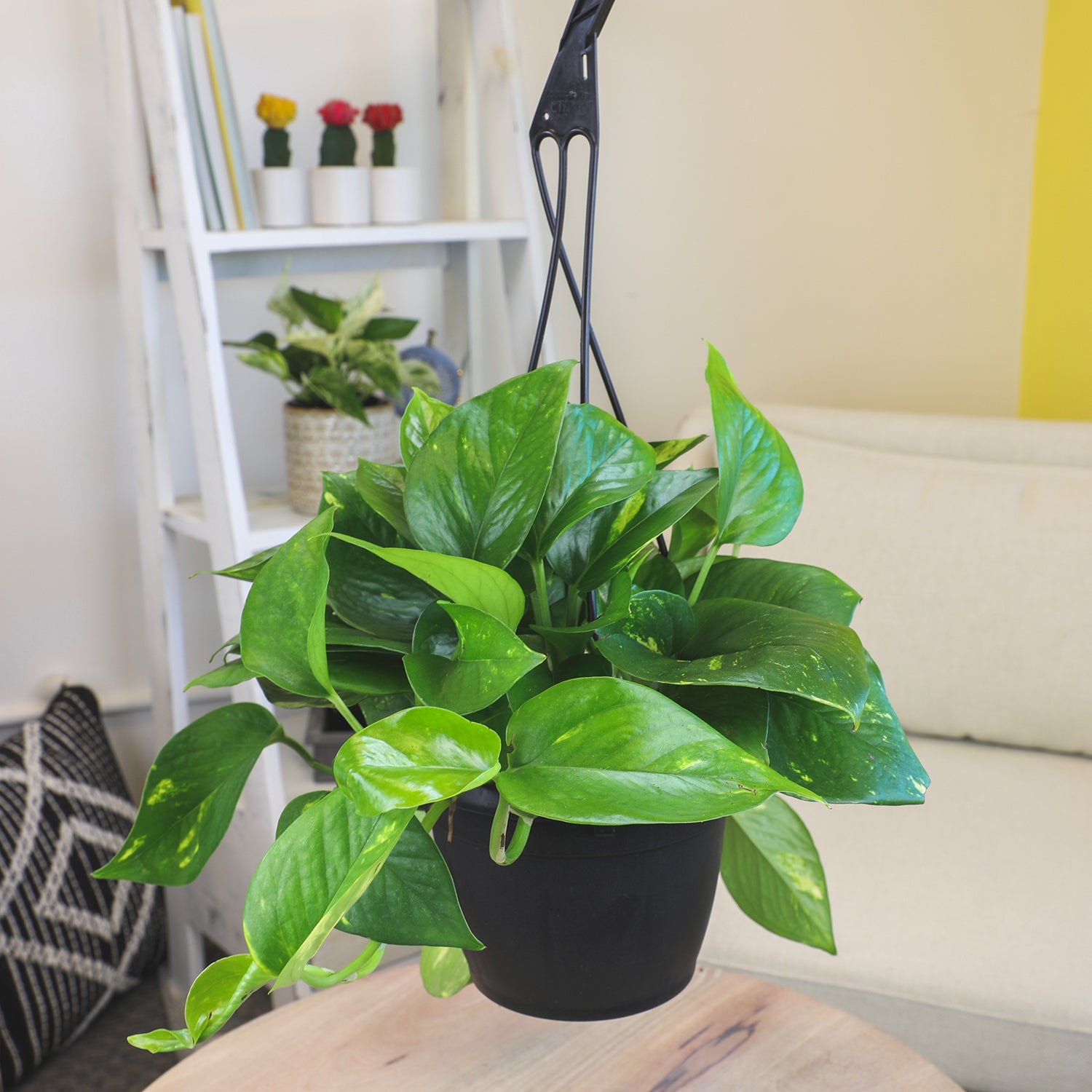 Golden Pothos Hanging Basket: Variegated Hanging Vines – Live Plant - (6” Pot) – Easy Pothos Plants – Great for Beginners – Air Purifying Houseplants