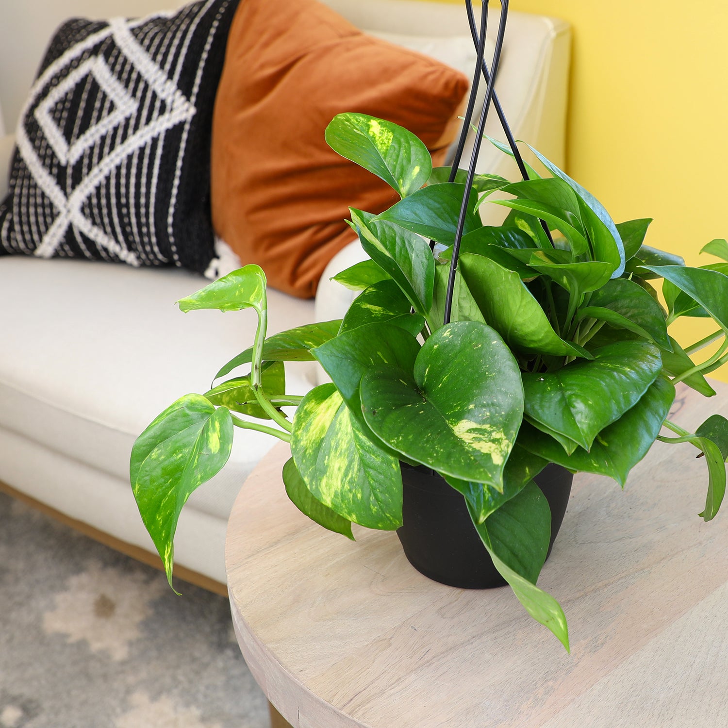 Golden Pothos Hanging Basket: Variegated Hanging Vines – Live Plant - (6” Pot) – Easy Pothos Plants – Great for Beginners – Air Purifying Houseplants