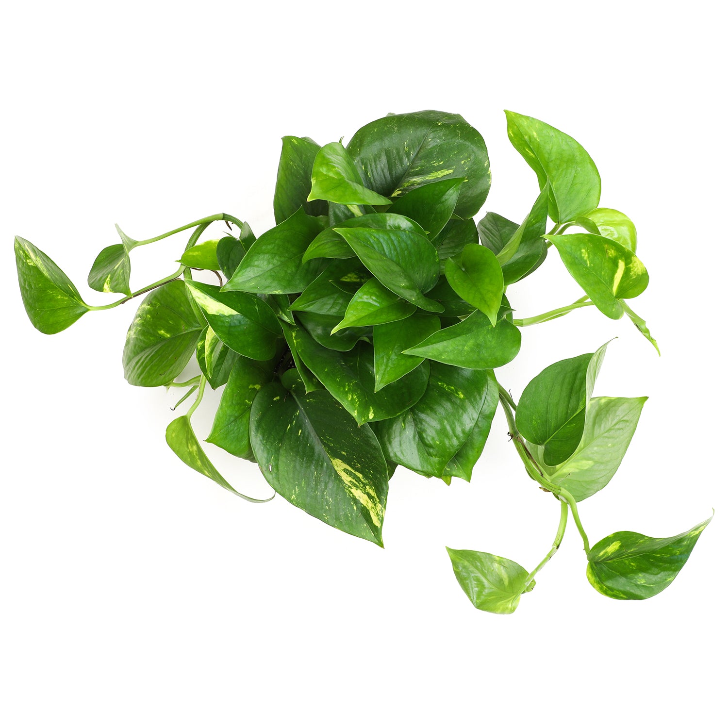 Golden Pothos Hanging Basket: Variegated Hanging Vines – Live Plant - (6” Pot) – Easy Pothos Plants – Great for Beginners – Air Purifying Houseplants