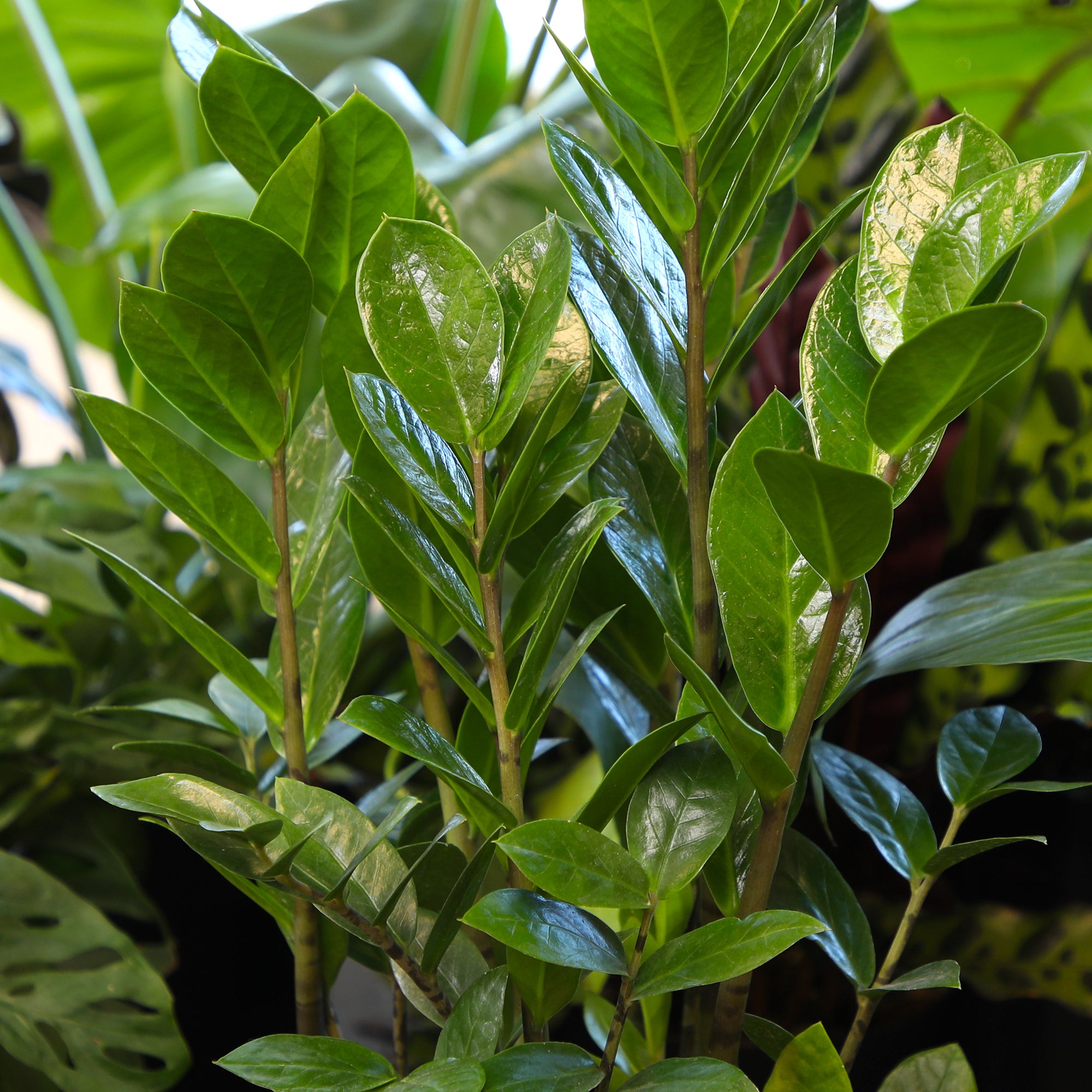 ZZ Plant: Easy Live Houseplant - (6” Pot) – Easy Plant Care – Zamioculcas Zamiifolia - Low Maintenance House Plant for Home & Office - Unique Plant Lover Gift