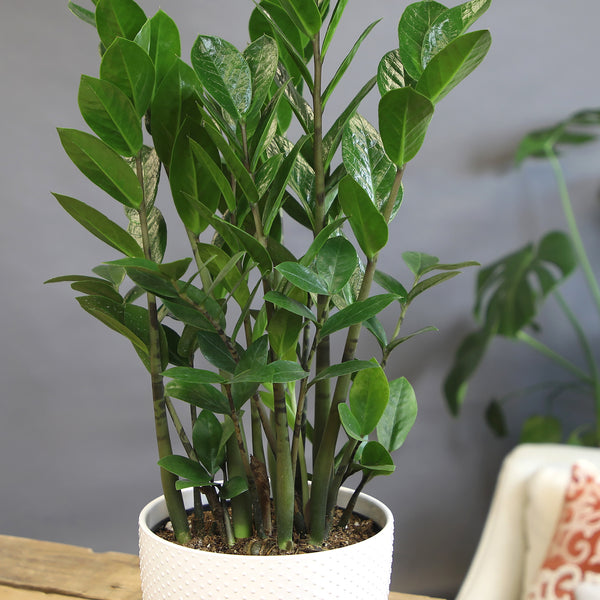 burgundy zz plant ZZ Plant: Easy Live Houseplant - (6” Pot) – Easy Plant Care – Zamiocul – Altman Plants