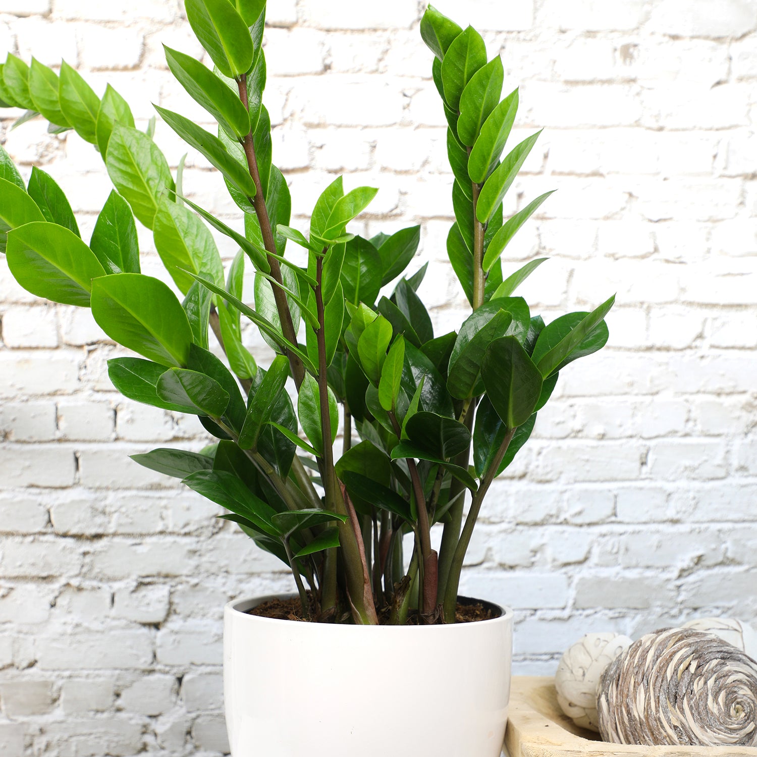 ZZ Plant: Easy Live Houseplant - (6” Pot) – Easy Plant Care – Zamioculcas Zamiifolia - Low Maintenance House Plant for Home & Office - Unique Plant Lover Gift