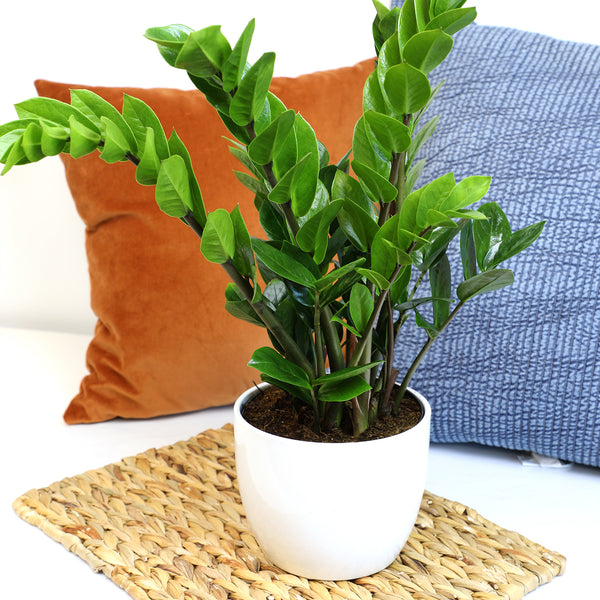 zamioculcas zamiifolia indoor plant ZZ Plant: Easy Live Houseplant - (6” Pot) – Easy Plant Care – Zamiocul – Altman Plants