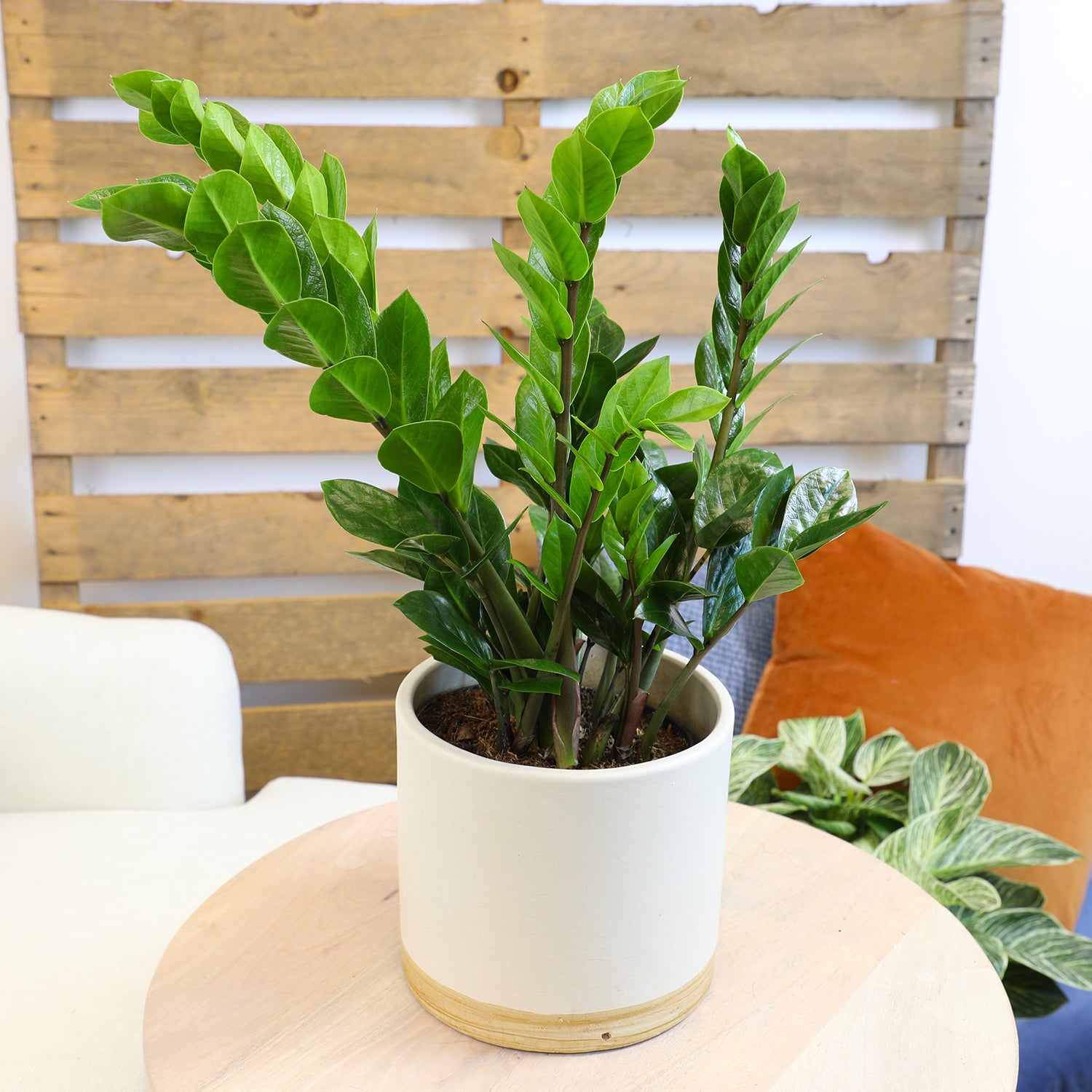 ZZ Plant: Easy Live Houseplant - (6” Pot) – Easy Plant Care – Zamioculcas Zamiifolia - Low Maintenance House Plant for Home & Office - Unique Plant Lover Gift