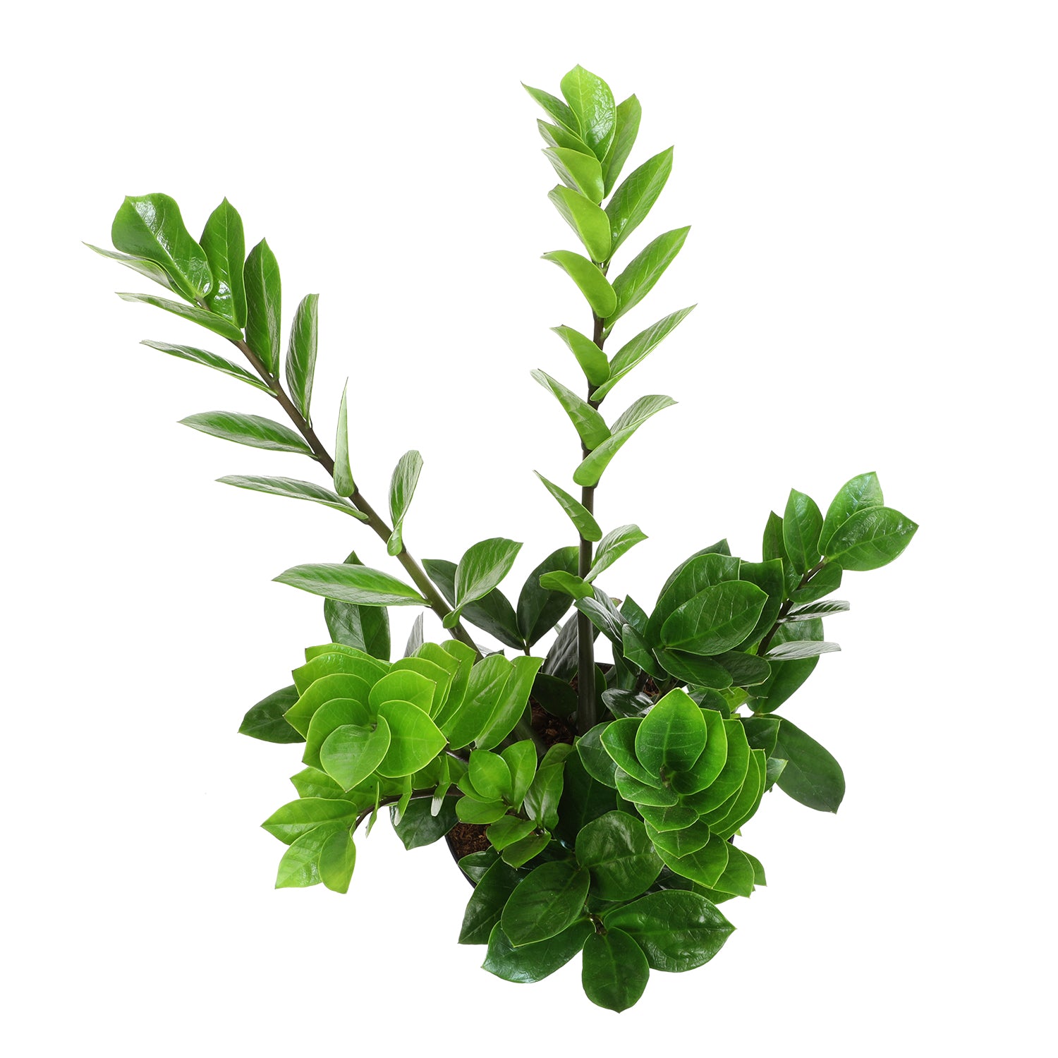 ZZ Plant: Easy Live Houseplant - (6” Pot) – Easy Plant Care – Zamioculcas Zamiifolia - Low Maintenance House Plant for Home & Office - Unique Plant Lover Gift