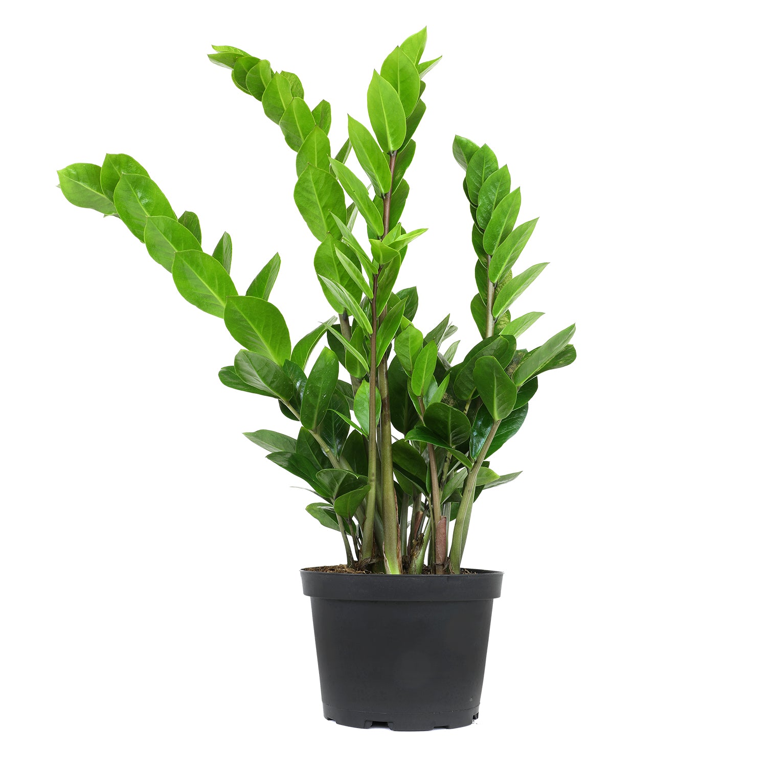 ZZ Plant: Easy Live Houseplant - (6” Pot) – Easy Plant Care – Zamioculcas Zamiifolia - Low Maintenance House Plant for Home & Office - Unique Plant Lover Gift