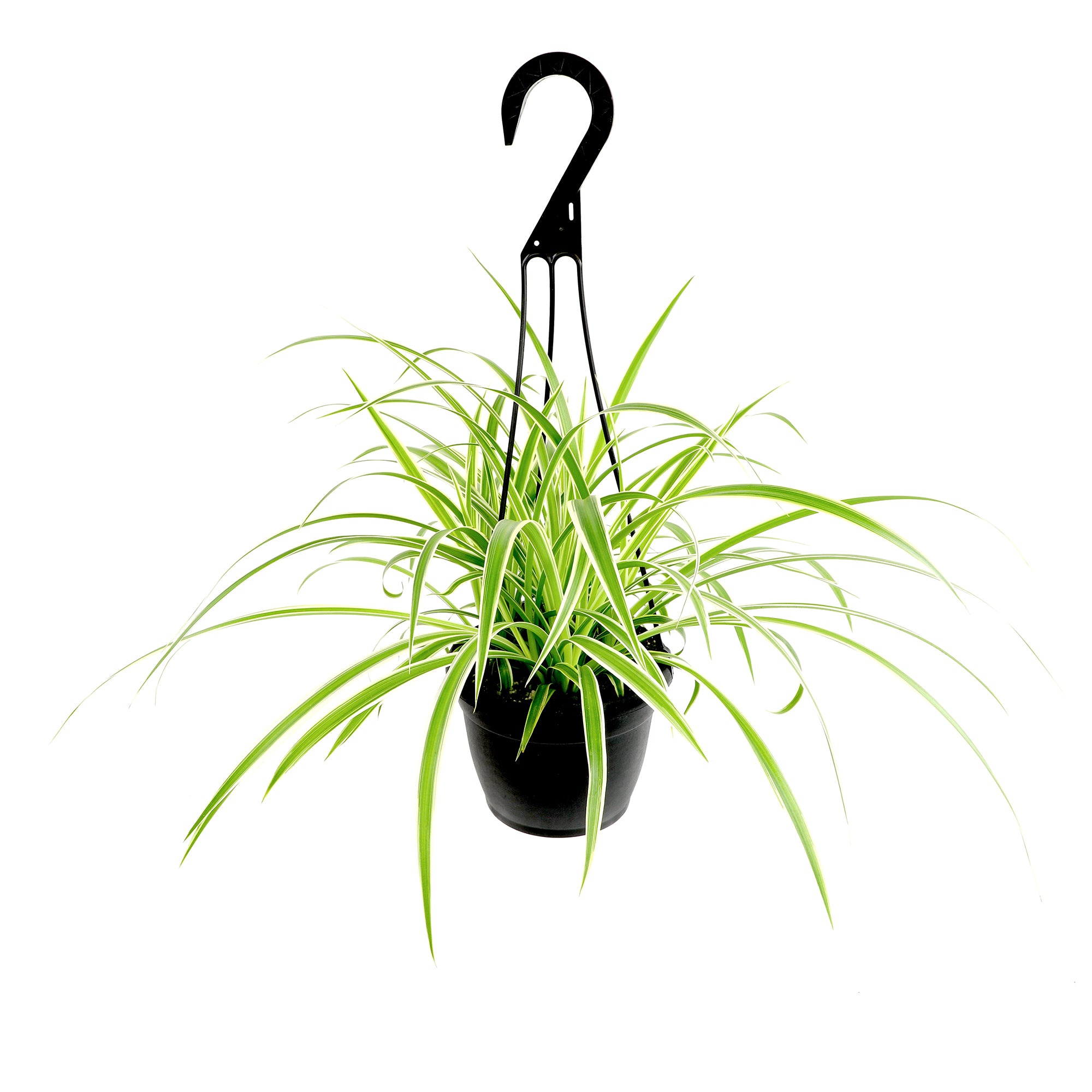 Spider Plant Hanging Basket: Pet Friendly Live Plant - (6” Pot) – Easy Plants for Beginners – Chlorophytum Comosum - Popular Air Purifying Houseplants & Indoor Plants – Non-toxic