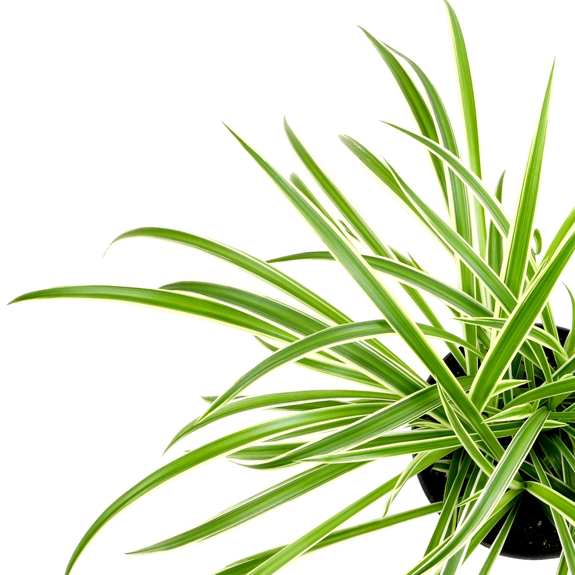 Spider Plant Hanging Basket: Pet Friendly Live Plant - (6” Pot) – Easy Plants for Beginners – Chlorophytum Comosum - Popular Air Purifying Houseplants & Indoor Plants – Non-toxic
