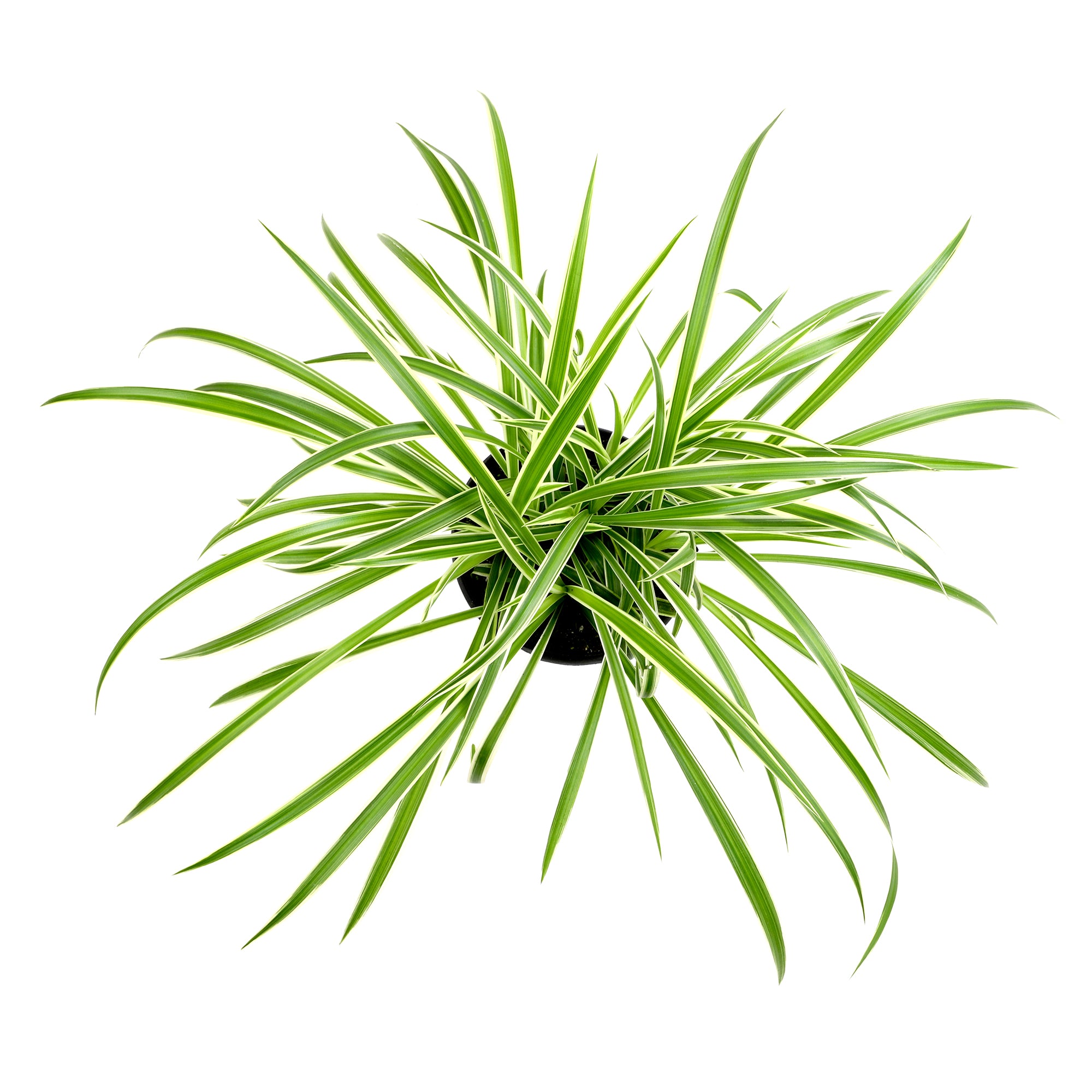 Spider Plant Hanging Basket: Pet Friendly Live Plant - (6” Pot) – Easy Plants for Beginners – Chlorophytum Comosum - Popular Air Purifying Houseplants & Indoor Plants – Non-toxic
