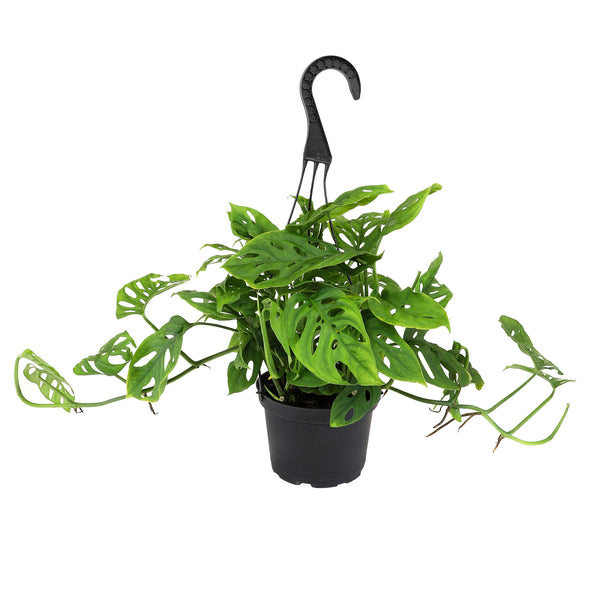 Swiss Cheese Monstera Hanging Basket: Unique Hanging Vine with Fenestr –  Altman Plants