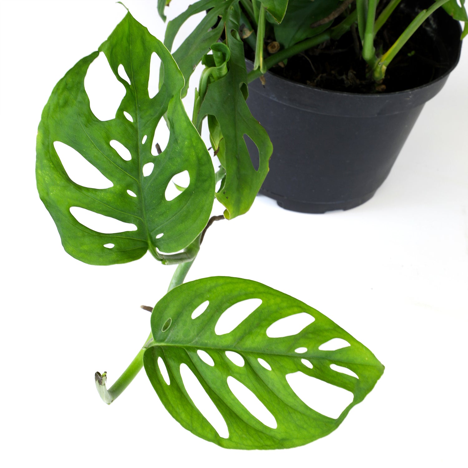 Swiss Cheese Monstera Hanging Basket: Unique Hanging Vine with Fenestrated Leaves - (6” Hanging Pot) – Easy Plant Care - Low Light Tolerant Plants – Monstera adansonii – Low Maintenance House Plants