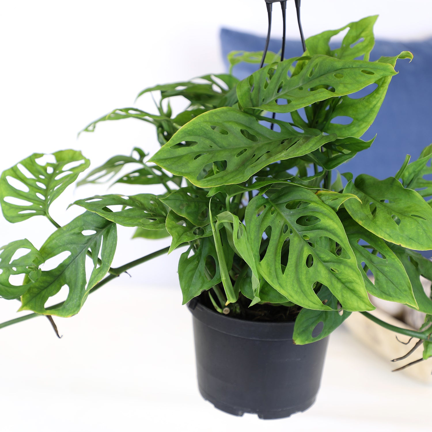Swiss Cheese Monstera Hanging Basket: Unique Hanging Vine with Fenestrated Leaves - (6” Hanging Pot) – Easy Plant Care - Low Light Tolerant Plants – Monstera adansonii – Low Maintenance House Plants