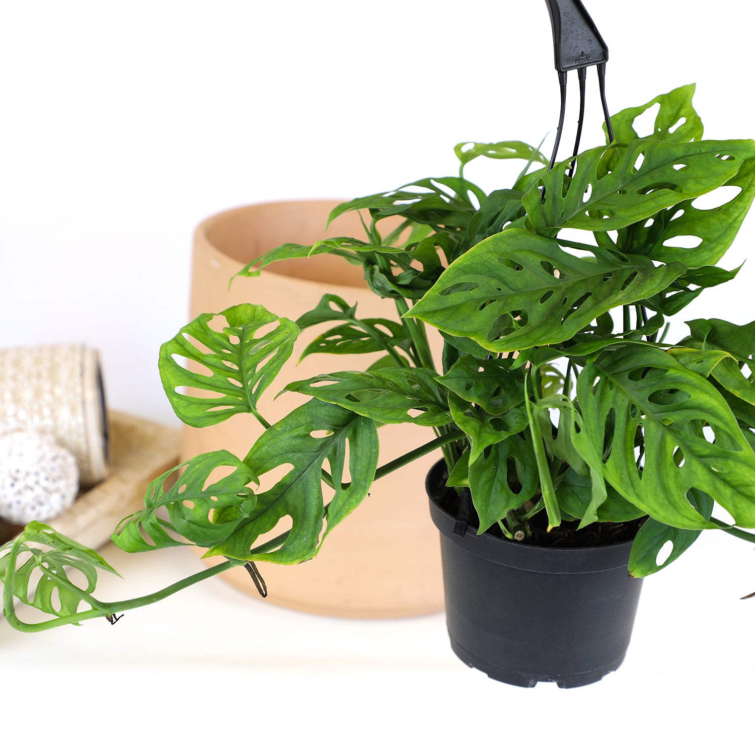 Swiss Cheese Monstera Hanging Basket: Unique Hanging Vine with Fenestrated Leaves - (6” Hanging Pot) – Easy Plant Care - Low Light Tolerant Plants – Monstera adansonii – Low Maintenance House Plants