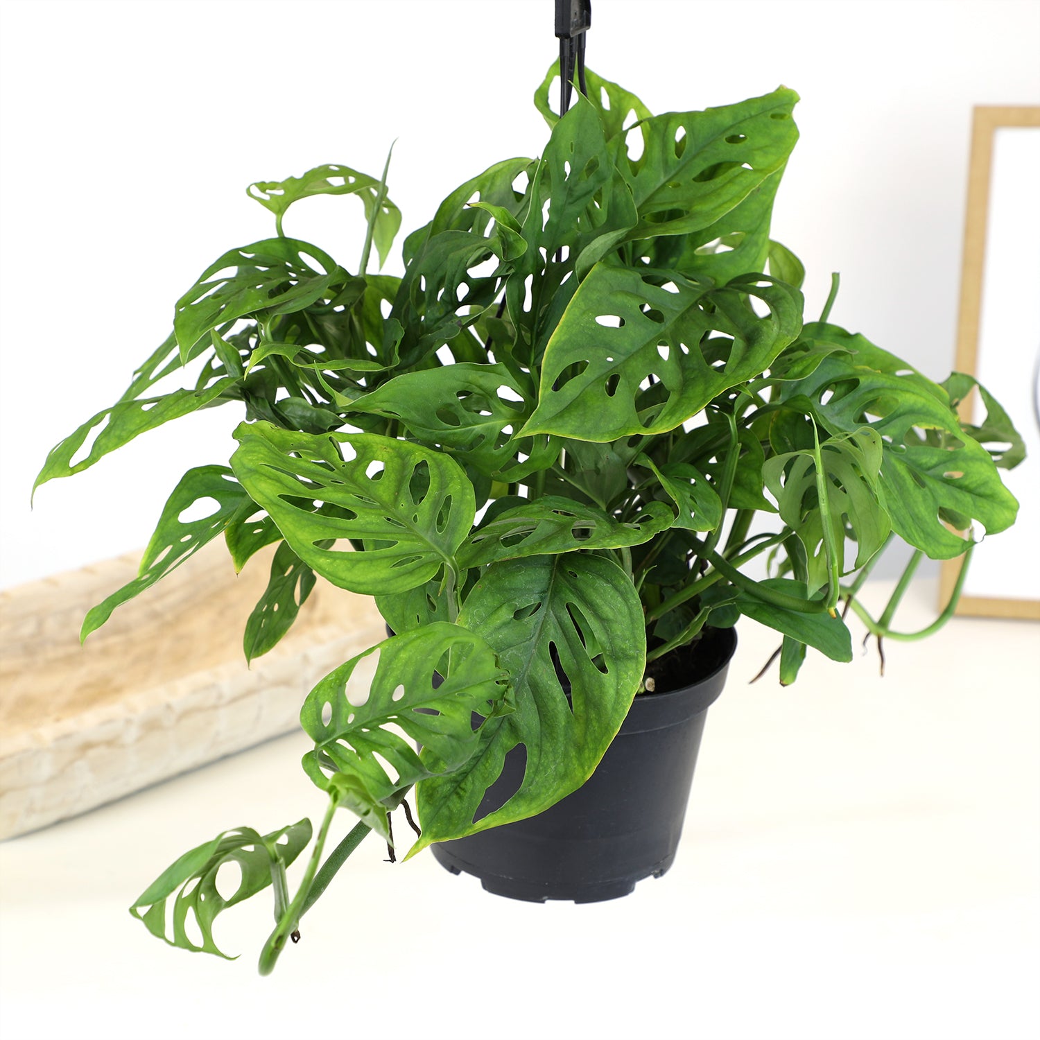 Swiss Cheese Monstera Hanging Basket: Unique Hanging Vine with Fenestrated Leaves - (6” Hanging Pot) – Easy Plant Care - Low Light Tolerant Plants – Monstera adansonii – Low Maintenance House Plants