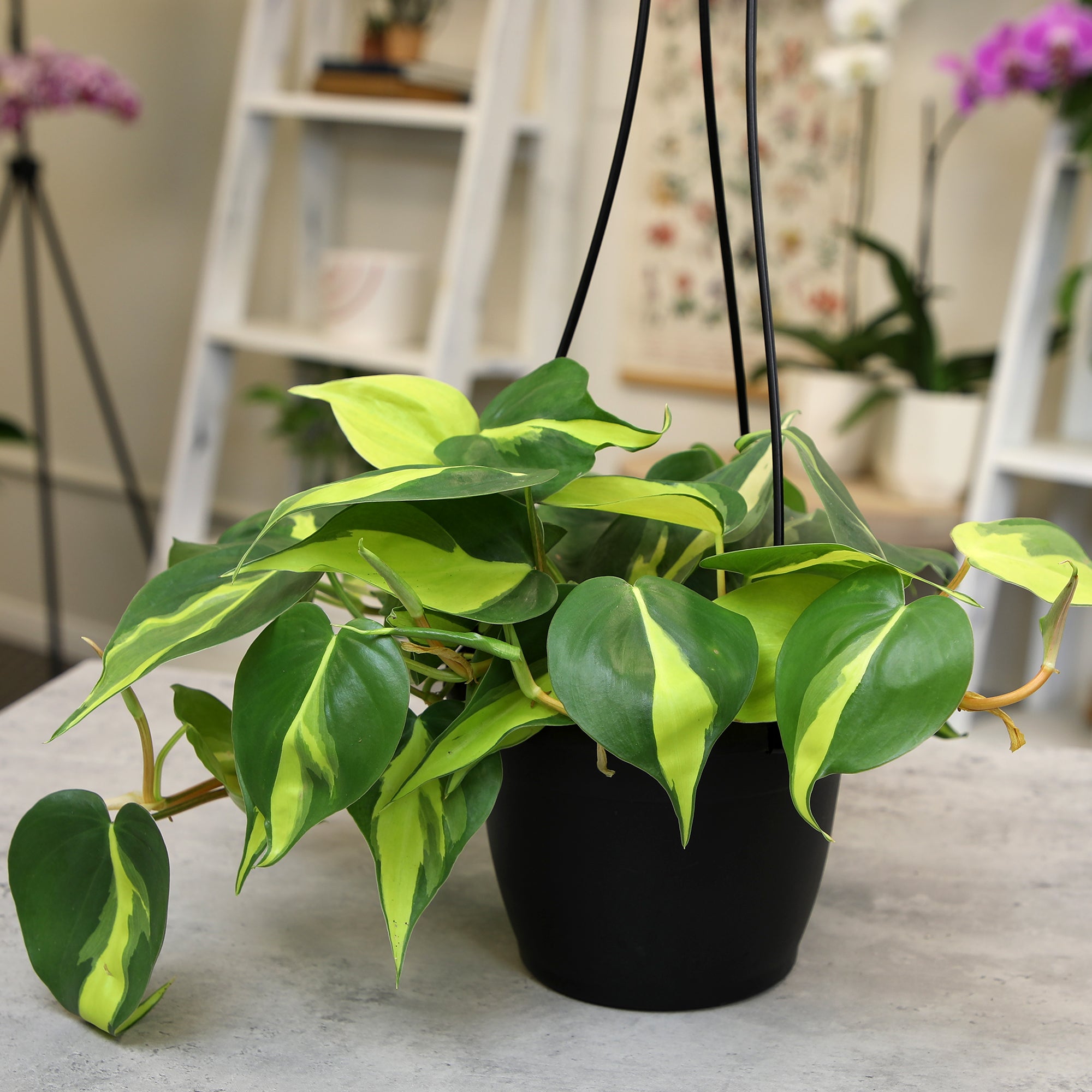 Philodendron Brasil Hanging Basket: Unique Hanging Vine & Variegated Plant - (6” Hanging Pot) – Easy Plant Care - Low Light Tolerant Plants – Philodendron hederaceum – Low Maintenance House Plants