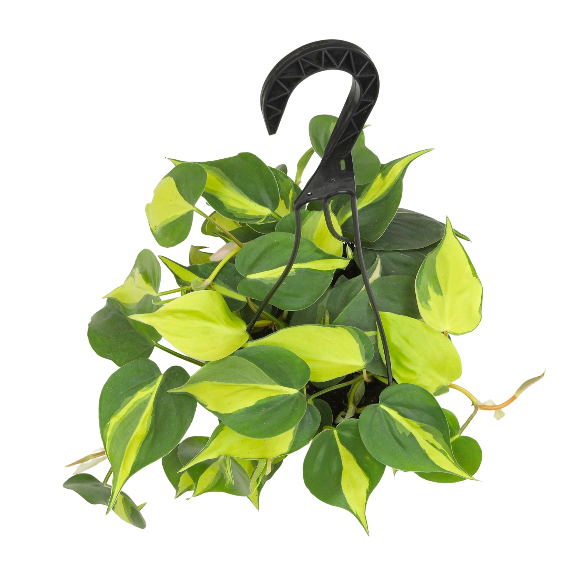 Philodendron Brasil Hanging Basket: Unique Hanging Vine & Variegated Plant - (6” Hanging Pot) – Easy Plant Care - Low Light Tolerant Plants – Philodendron hederaceum – Low Maintenance House Plants