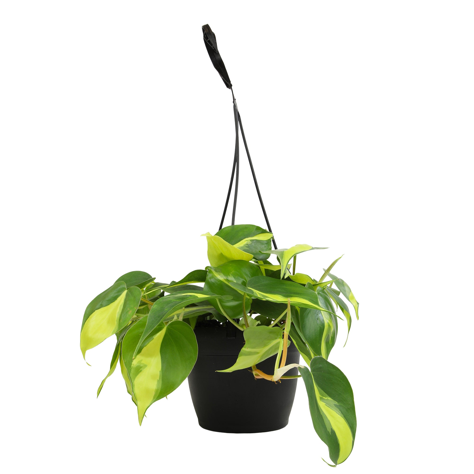 Philodendron Brasil Hanging Basket: Unique Hanging Vine & Variegated Plant - (6” Hanging Pot) – Easy Plant Care - Low Light Tolerant Plants – Philodendron hederaceum – Low Maintenance House Plants