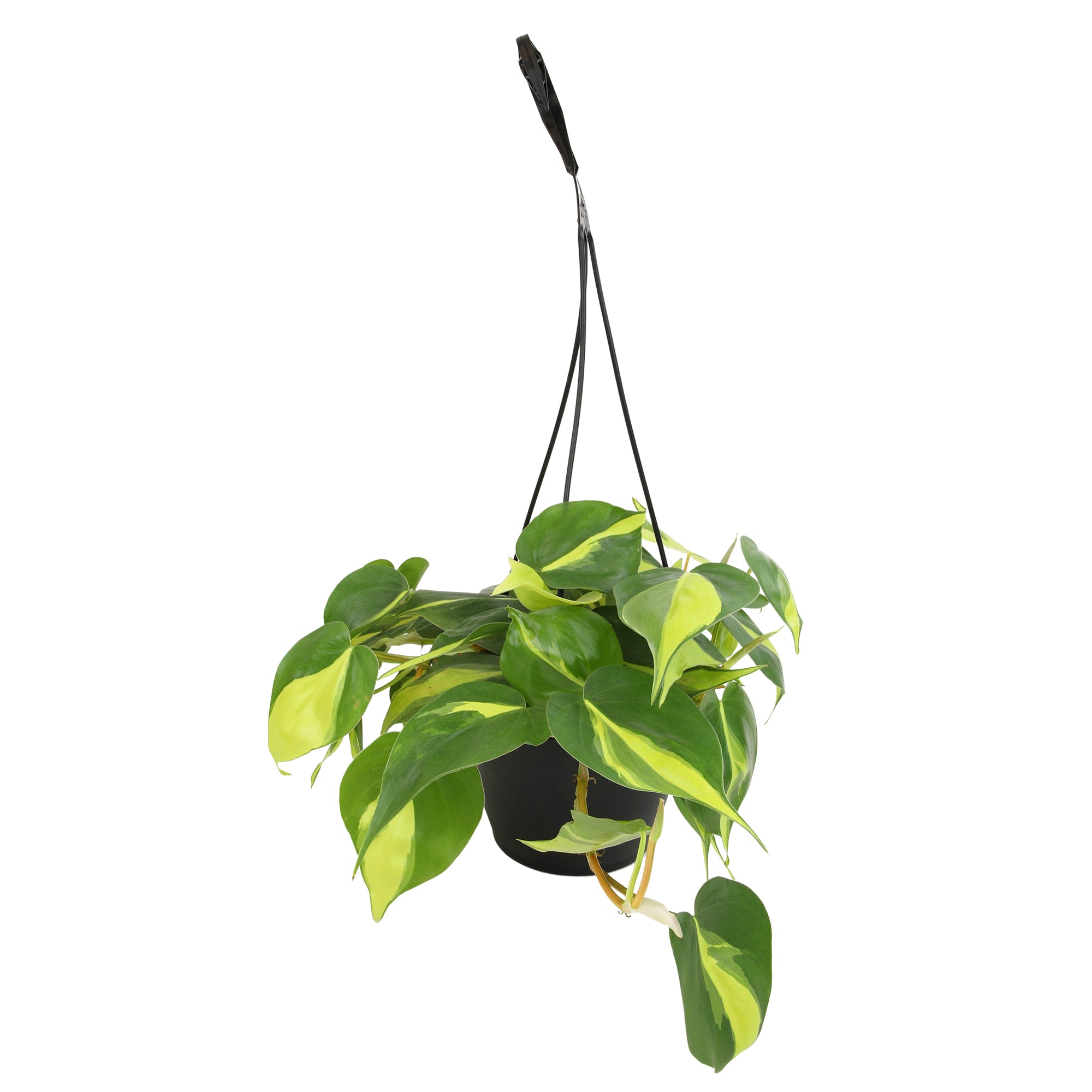 Philodendron Brasil Hanging Basket: Unique Hanging Vine & Variegated Plant - (6” Hanging Pot) – Easy Plant Care - Low Light Tolerant Plants – Philodendron hederaceum – Low Maintenance House Plants