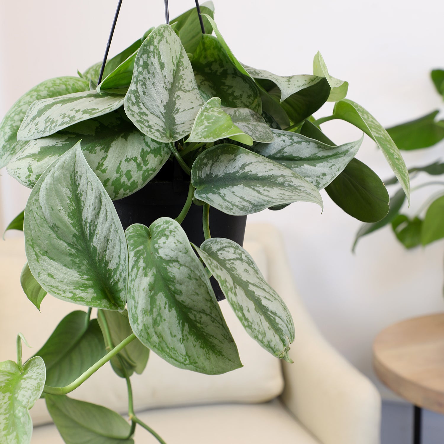 Scindapsus Hanging Basket: Tropical Vine with Silver Variegation - (6” Pot) – Easy Plants – Satin Pothos – Scindapsus Pictus - Popular Air Purifying Houseplants & Indoor Plants