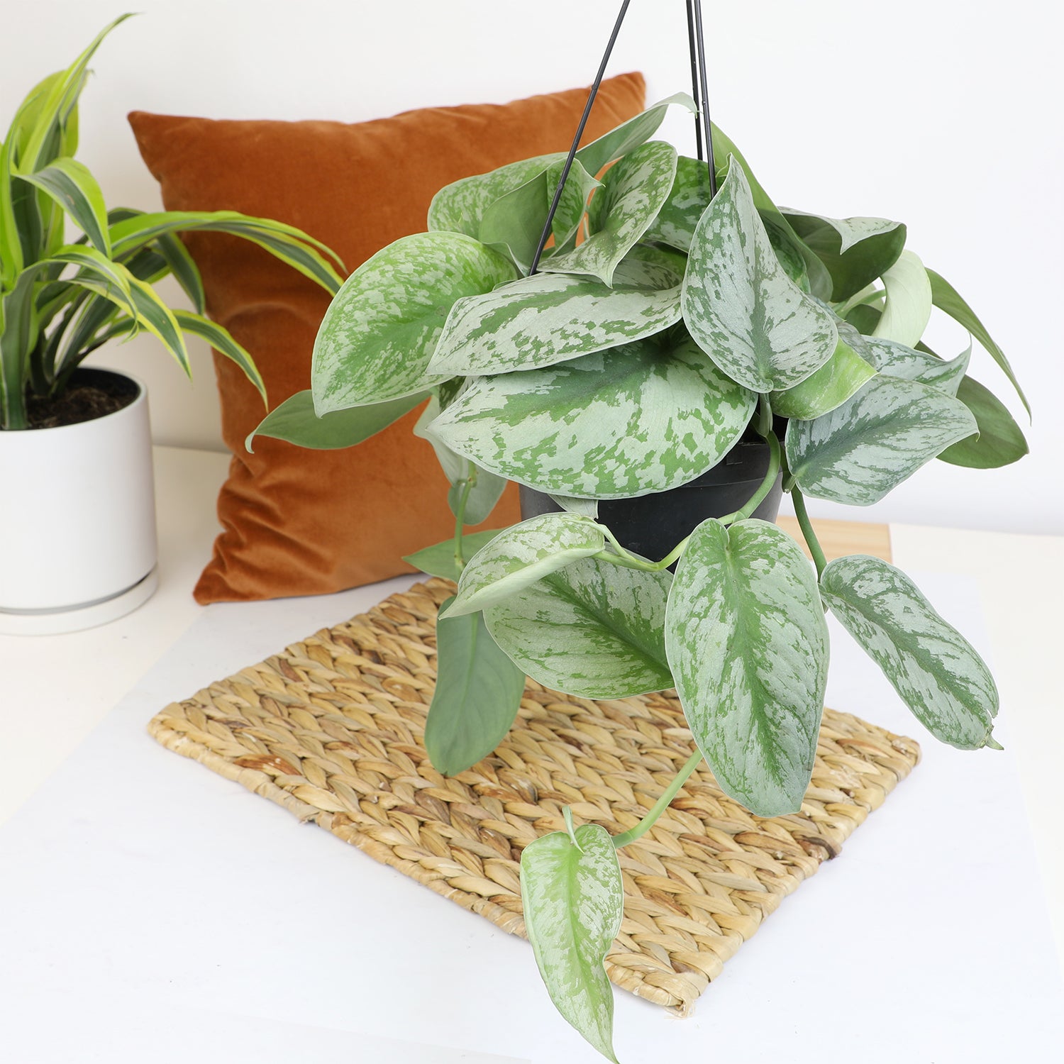 Scindapsus Hanging Basket: Tropical Vine with Silver Variegation - (6” Pot) – Easy Plants – Satin Pothos – Scindapsus Pictus - Popular Air Purifying Houseplants & Indoor Plants