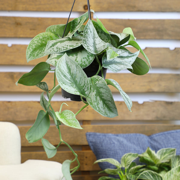 6IN_HB_Satin_Pothos_Lifestyle_