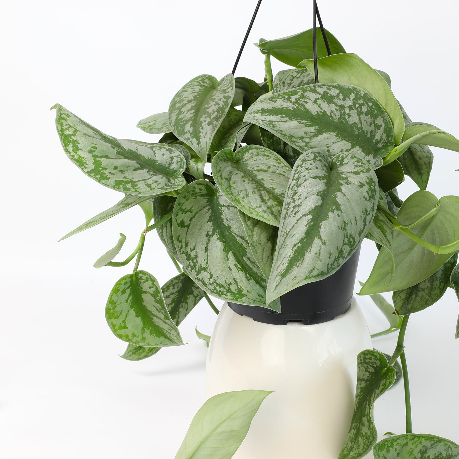 Scindapsus Hanging Basket: Tropical Vine with Silver Variegation - (6” Pot) – Easy Plants – Satin Pothos – Scindapsus Pictus - Popular Air Purifying Houseplants & Indoor Plants