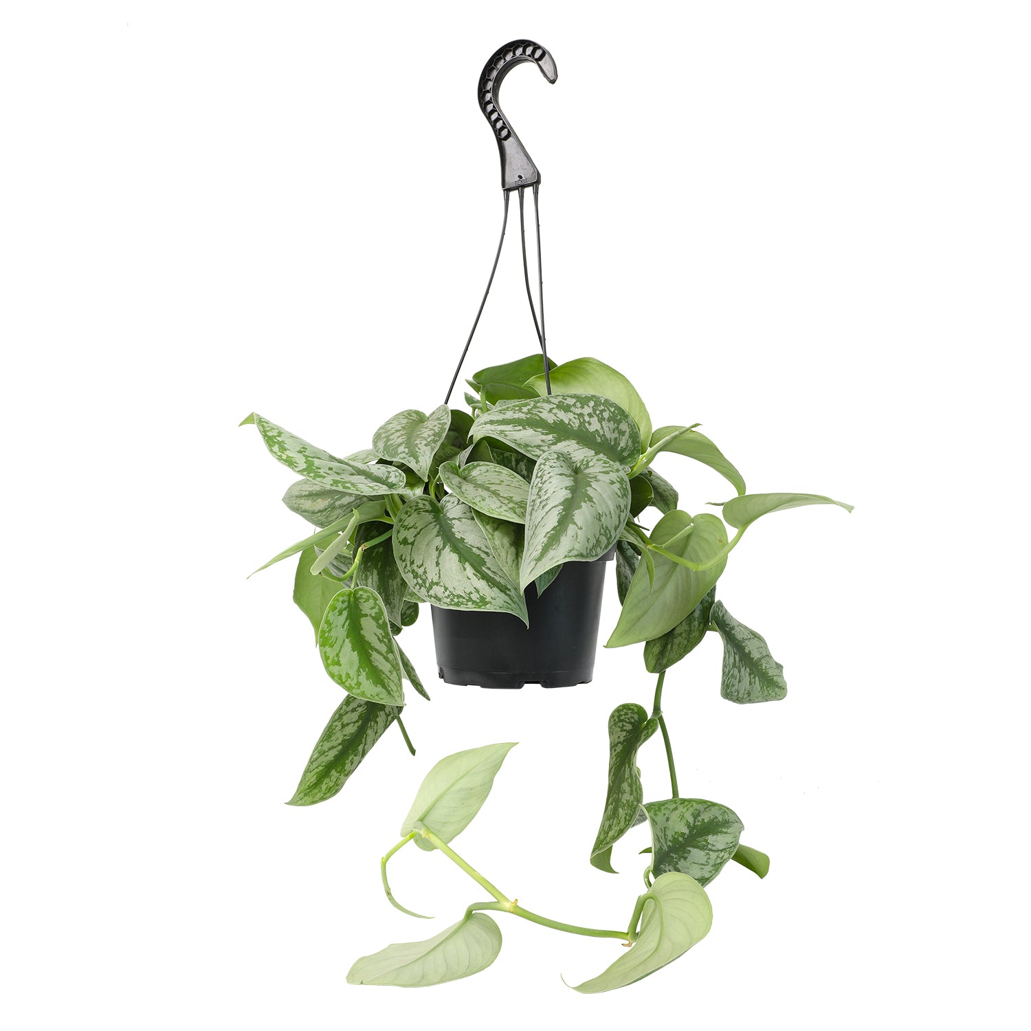 Scindapsus Hanging Basket: Tropical Vine with Silver Variegation - (6” Pot) – Easy Plants – Satin Pothos – Scindapsus Pictus - Popular Air Purifying Houseplants & Indoor Plants