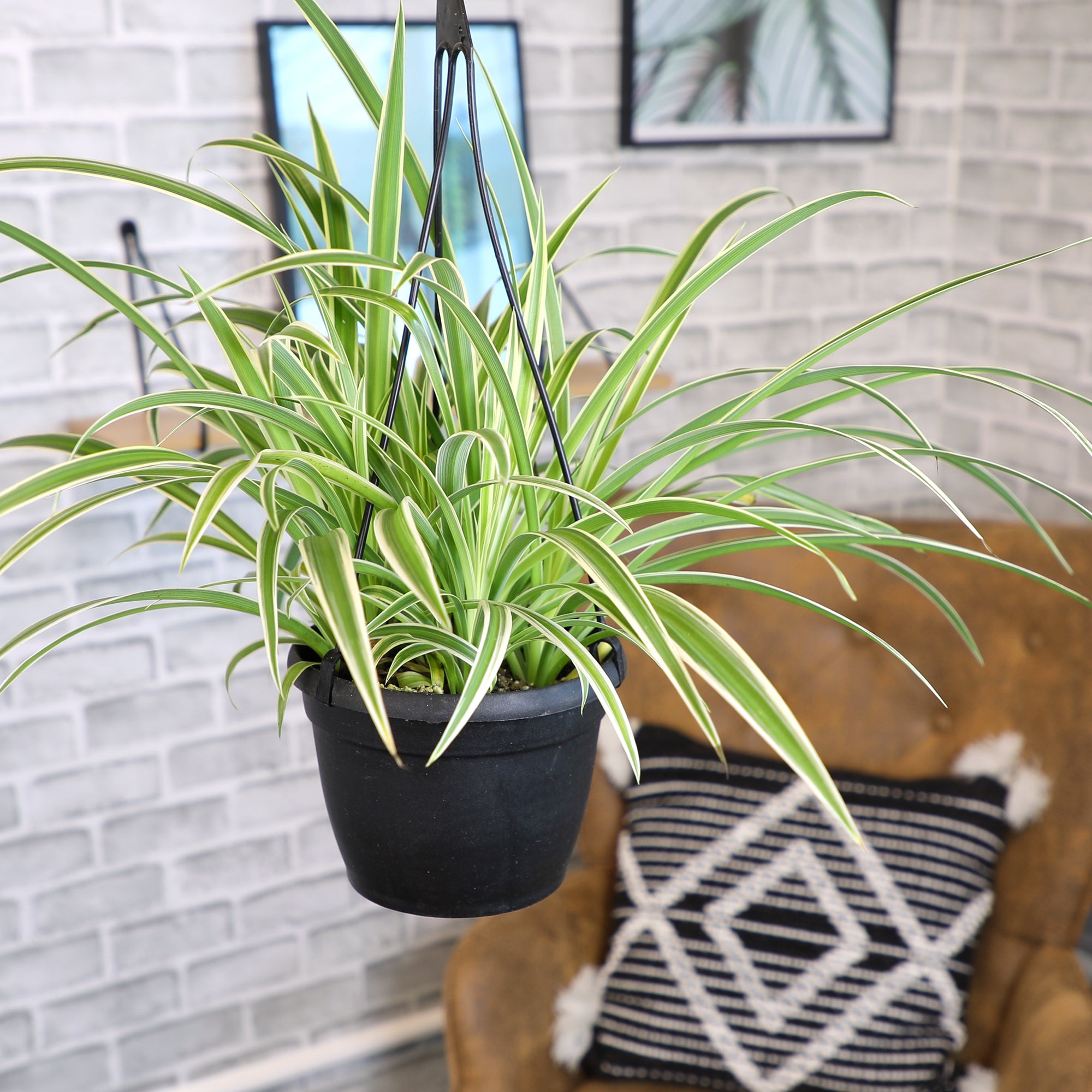 Spider Plant Hanging Basket: Pet Friendly Live Plant - (6” Pot) – Easy Plants for Beginners – Chlorophytum Comosum - Popular Air Purifying Houseplants & Indoor Plants – Non-toxic