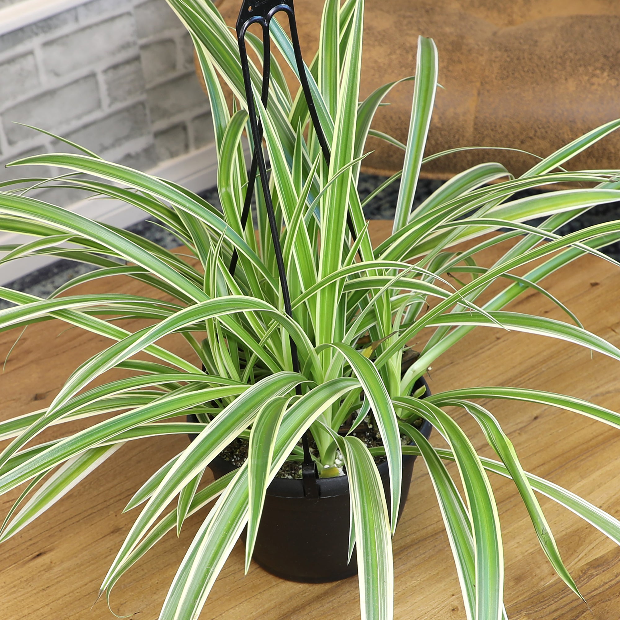 Spider Plant Hanging Basket: Pet Friendly Live Plant - (6” Pot) – Easy Plants for Beginners – Chlorophytum Comosum - Popular Air Purifying Houseplants & Indoor Plants – Non-toxic