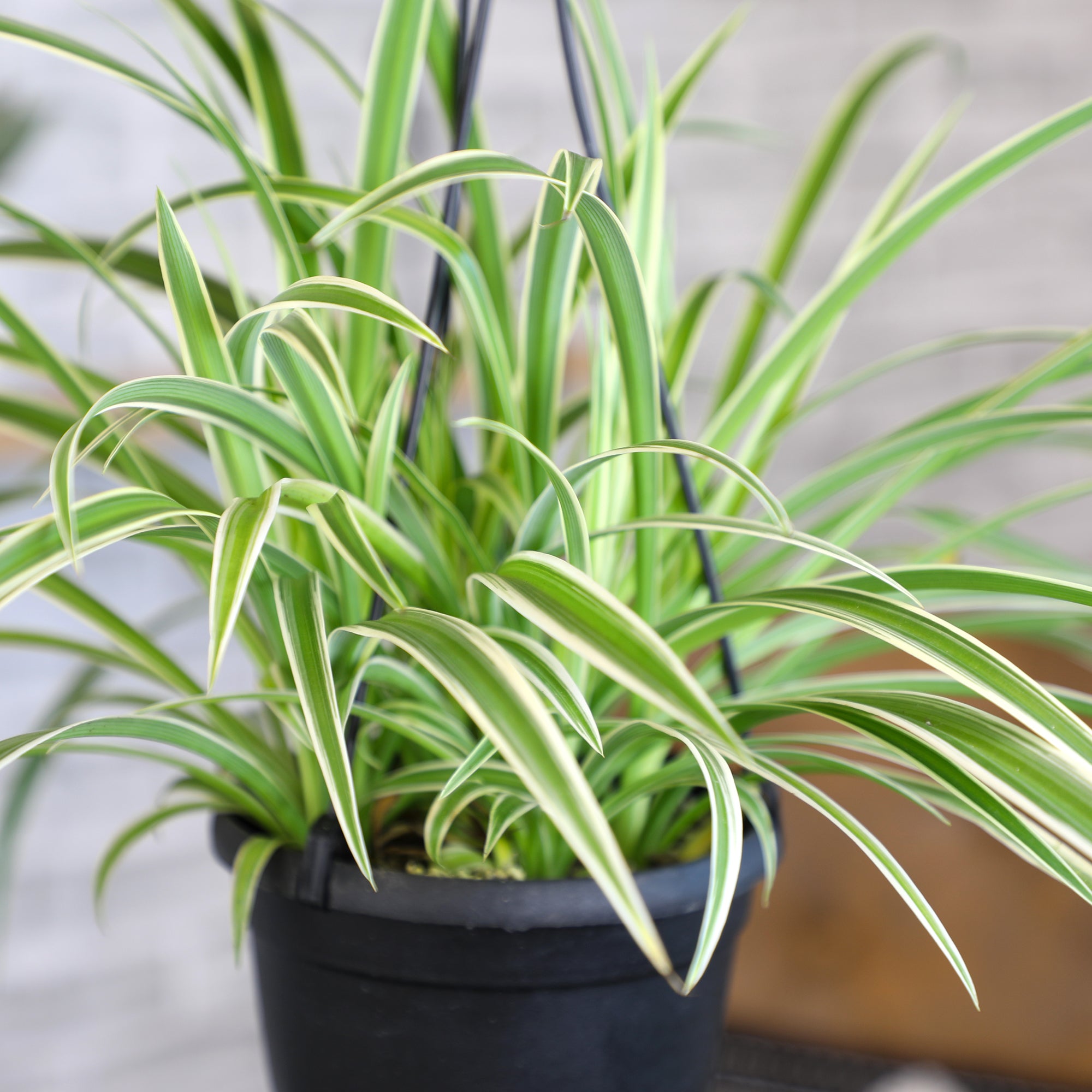 Spider Plant Hanging Basket: Pet Friendly Live Plant - (6” Pot) – Easy Plants for Beginners – Chlorophytum Comosum - Popular Air Purifying Houseplants & Indoor Plants – Non-toxic