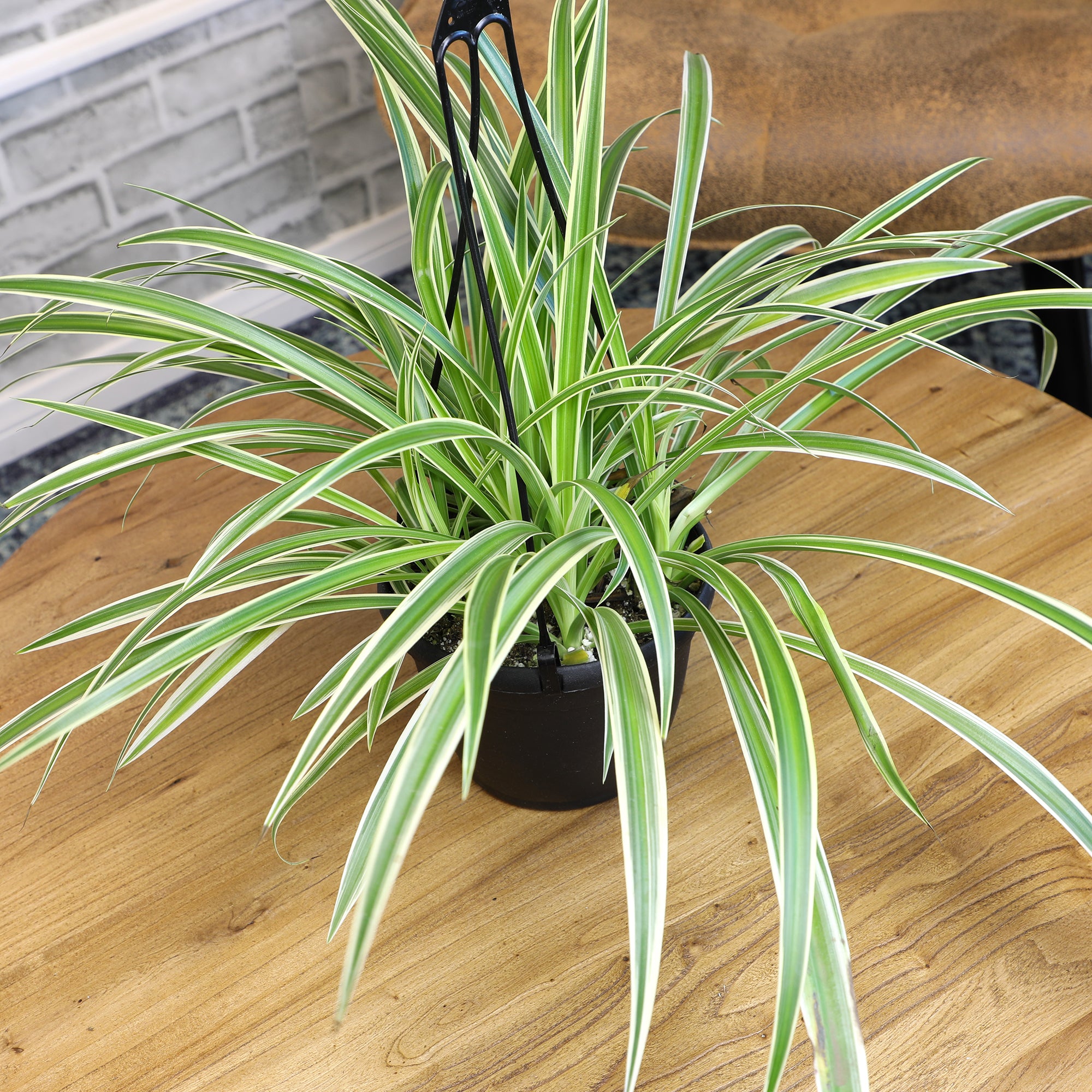 Spider Plant Hanging Basket: Pet Friendly Live Plant - (6” Pot) – Easy Plants for Beginners – Chlorophytum Comosum - Popular Air Purifying Houseplants & Indoor Plants – Non-toxic