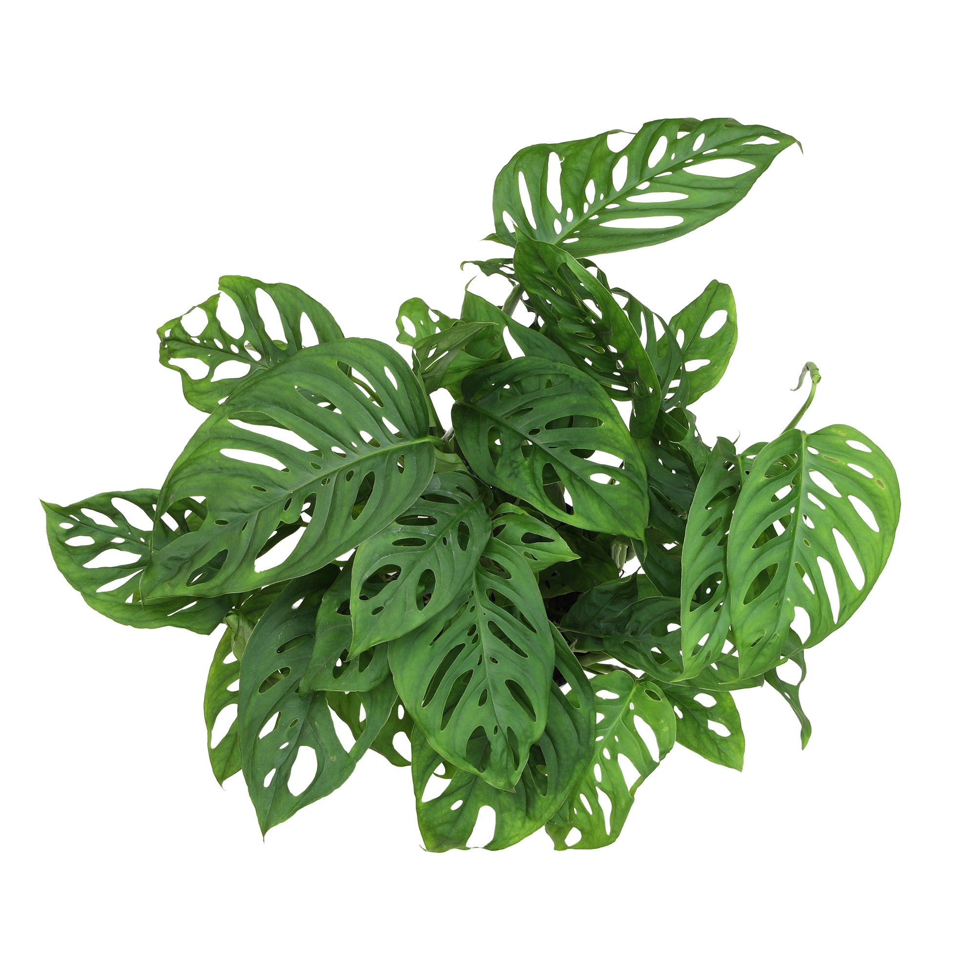 Swiss Cheese Monstera Hanging Basket: Unique Hanging Vine with Fenestrated Leaves - (6” Hanging Pot) – Easy Plant Care - Low Light Tolerant Plants – Monstera adansonii – Low Maintenance House Plants