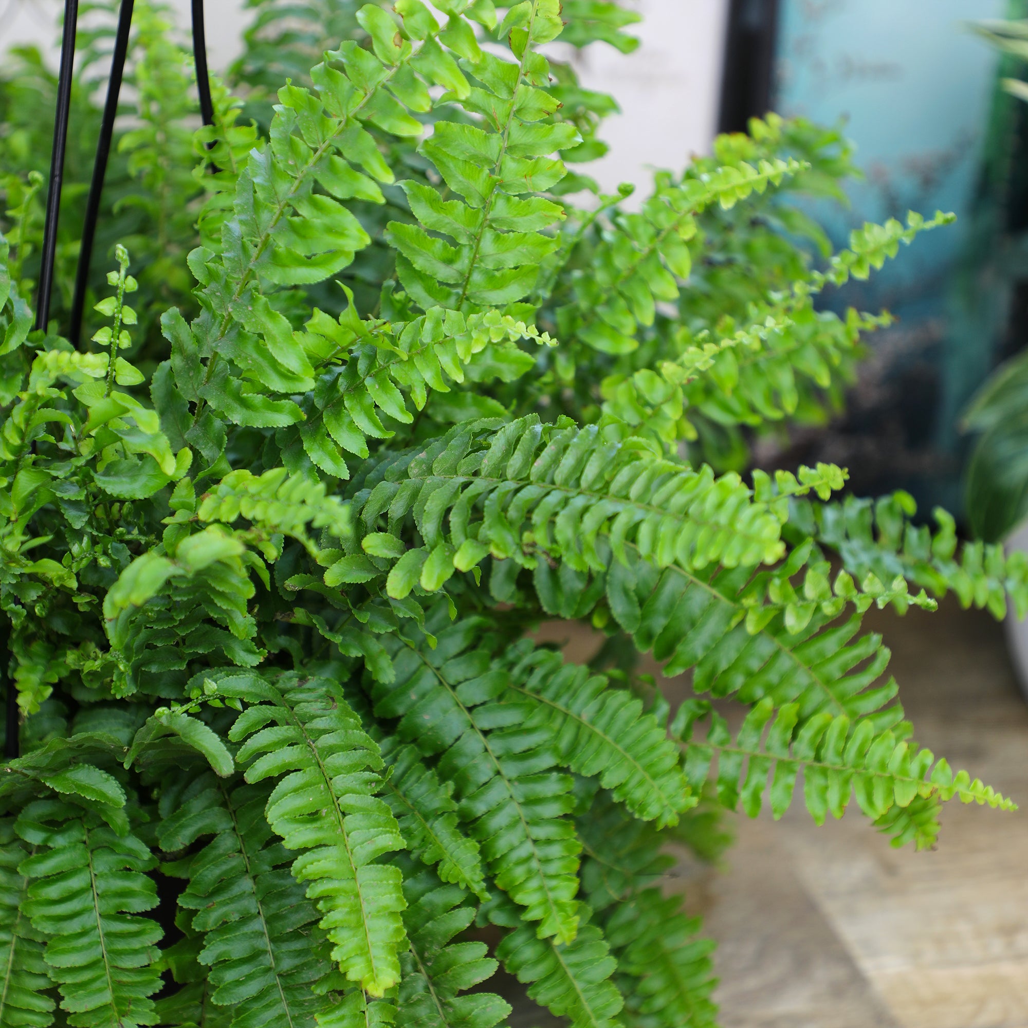 Boston Fern Hanging Basket: Popular Fern Plant - (6” Pot) – Easy Plants – Great for Beginners – Non-toxic - Popular Air Purifying Houseplants – Indoor Plant & Outdoor Plant – Pet Friendly