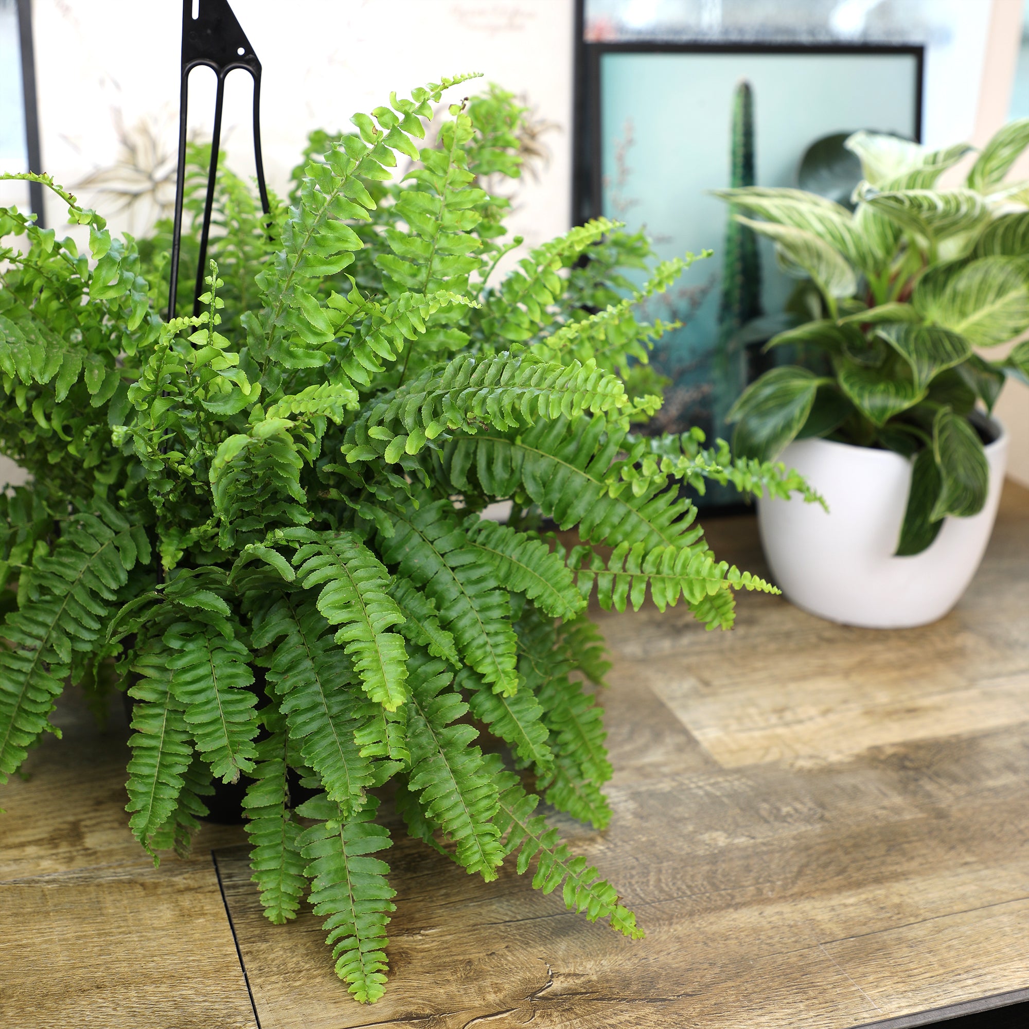 Boston Fern Hanging Basket: Popular Fern Plant - (6” Pot) – Easy Plants – Great for Beginners – Non-toxic - Popular Air Purifying Houseplants – Indoor Plant & Outdoor Plant – Pet Friendly