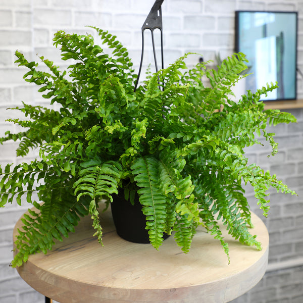 tall indoor fern plant Boston Fern Hanging Basket: Popular Fern Plant - (6” Pot) – Easy Plant – Altman Plants