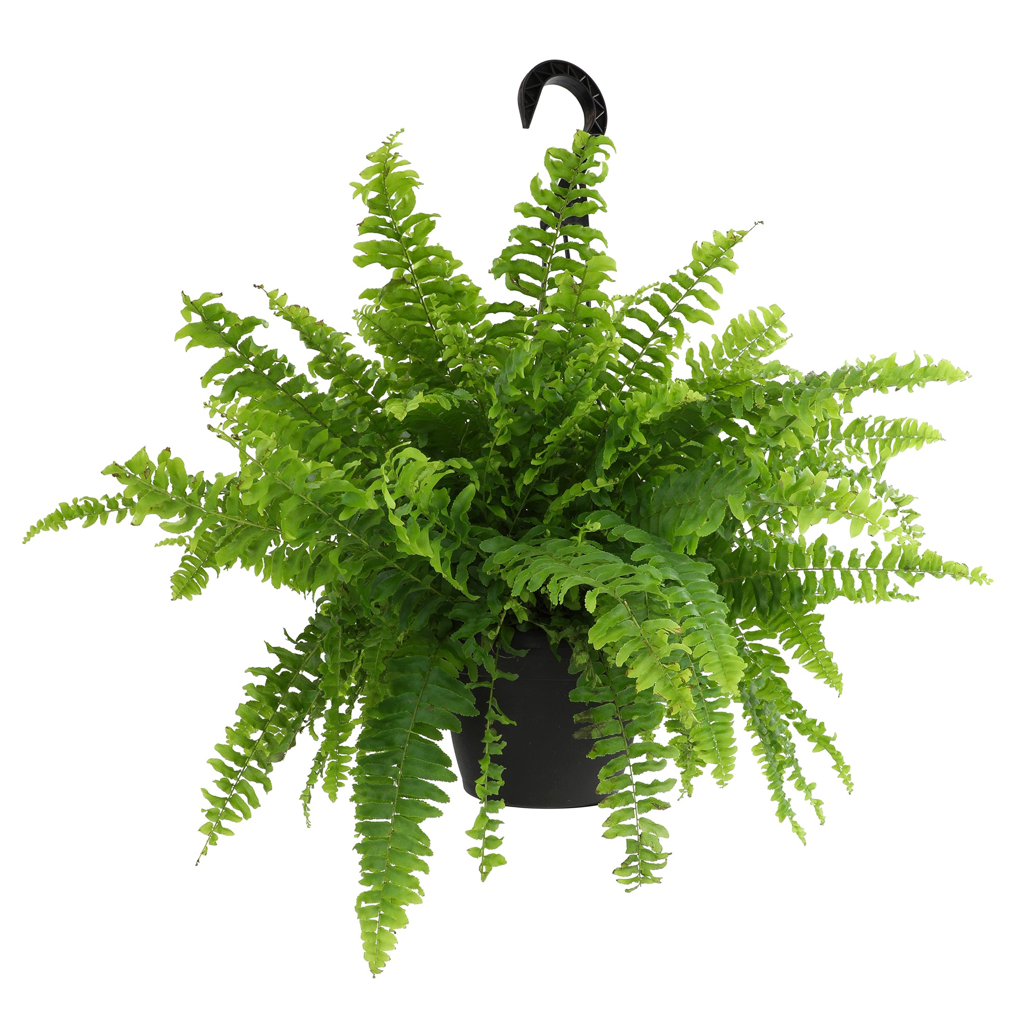 Boston Fern Hanging Basket: Popular Fern Plant - (6” Pot) – Easy Plants – Great for Beginners – Non-toxic - Popular Air Purifying Houseplants – Indoor Plant & Outdoor Plant – Pet Friendly