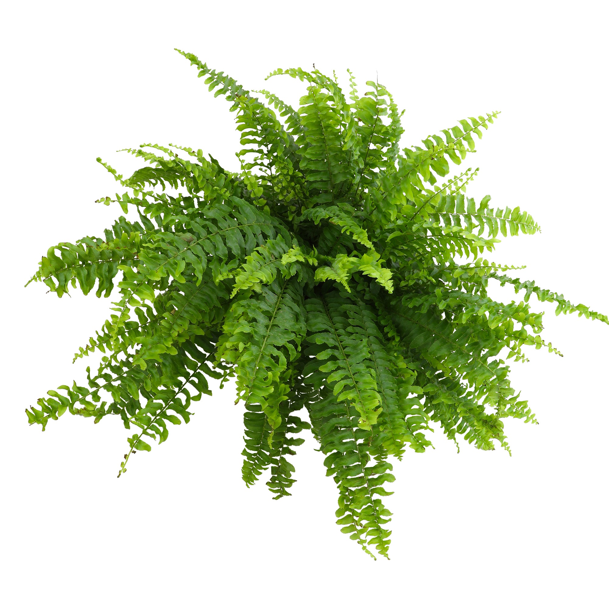 Boston Fern Hanging Basket: Popular Fern Plant - (6” Pot) – Easy Plants – Great for Beginners – Non-toxic - Popular Air Purifying Houseplants – Indoor Plant & Outdoor Plant – Pet Friendly