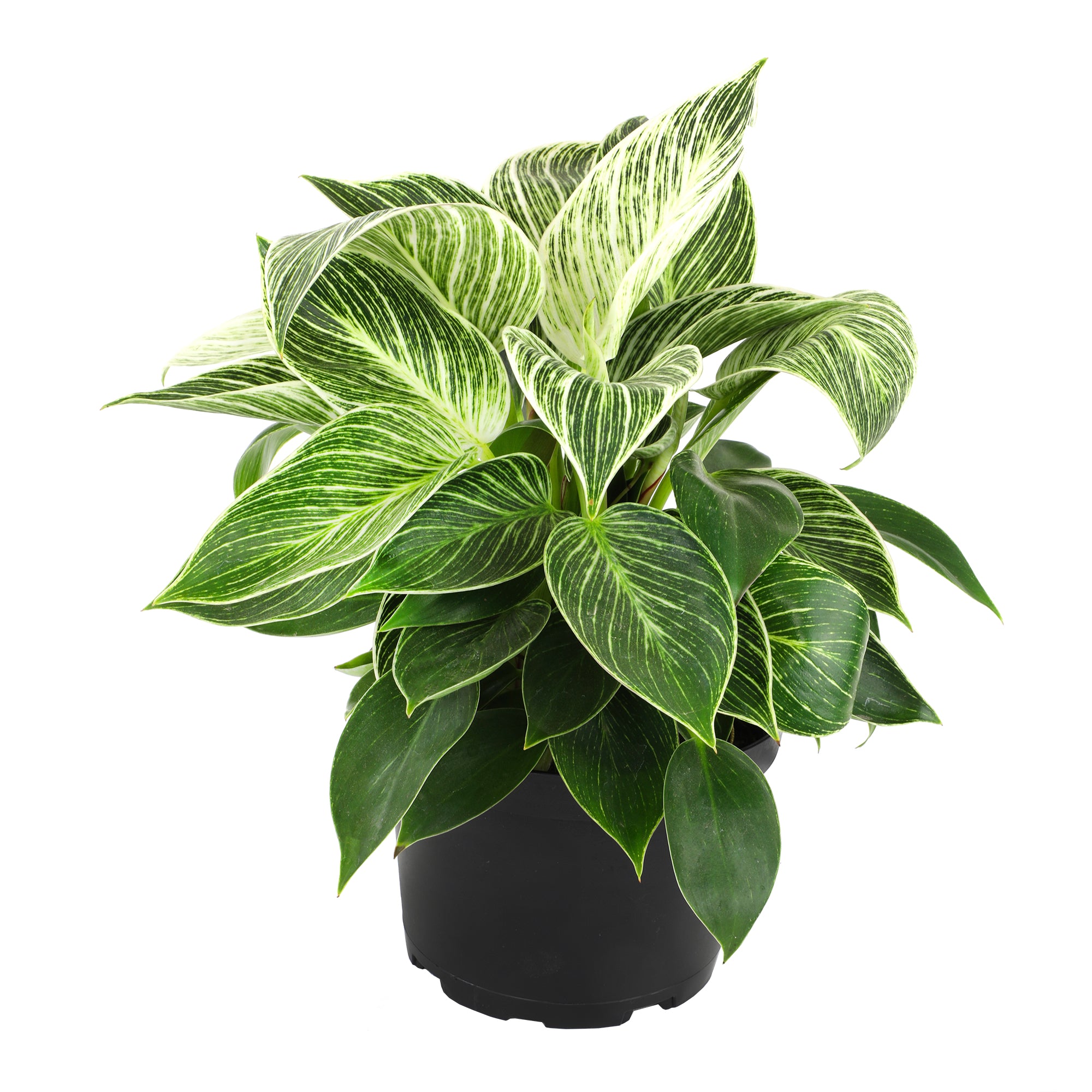 Variegated Philodendron 'Birkin' : Tropical Live Plant - Great for Beginners - (6” Pot) – Unlimited Variegation - Easy Plant Care - Unique Philodendrons - Low Maintenance House Plants
