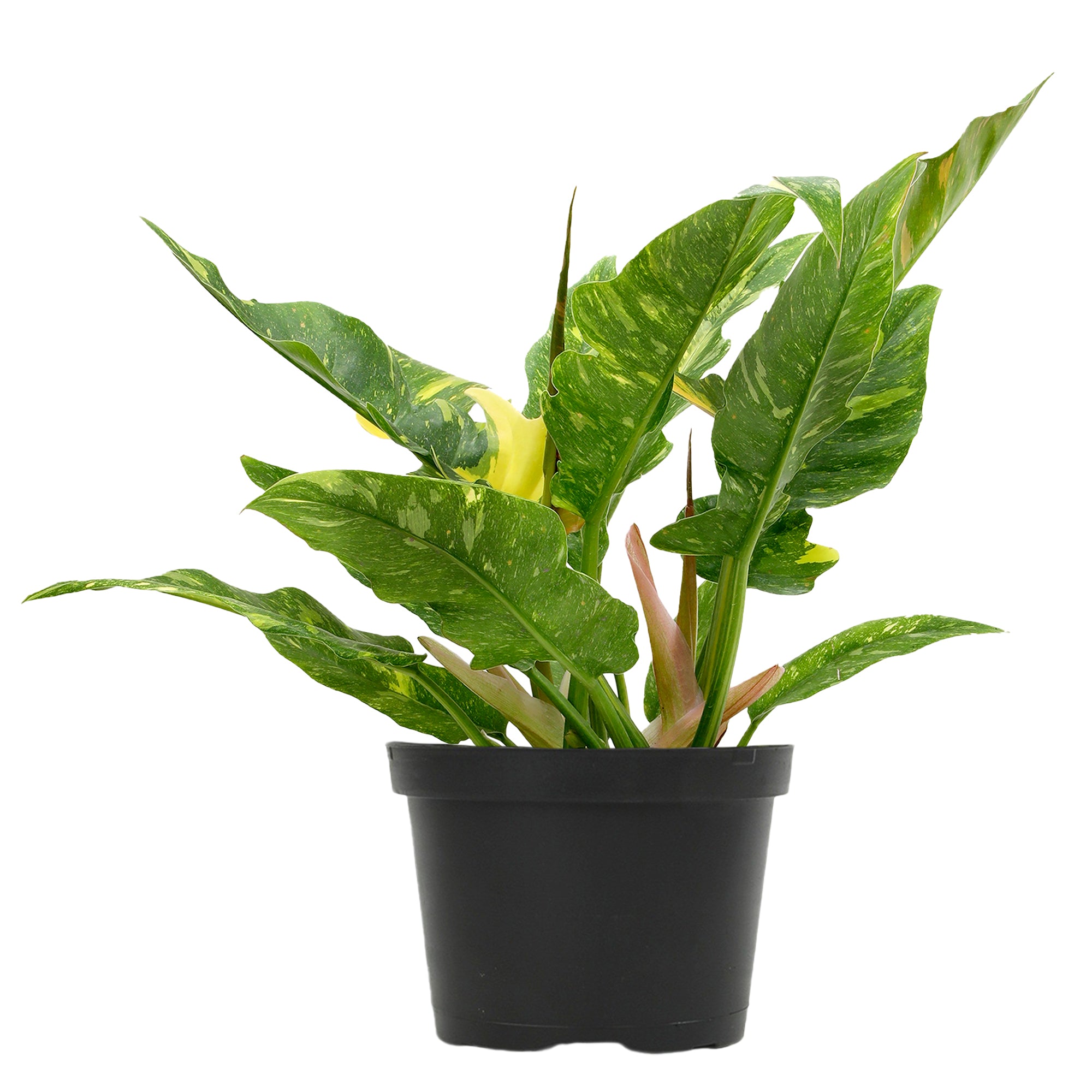 Variegated Philodendron 'Ring of Fire': Unique Philodendrons for Plant Lovers - (6” Pot) – Variegated Plants – Colorful Live Plants - Tropical House Plant - Real Plant for Home & Office