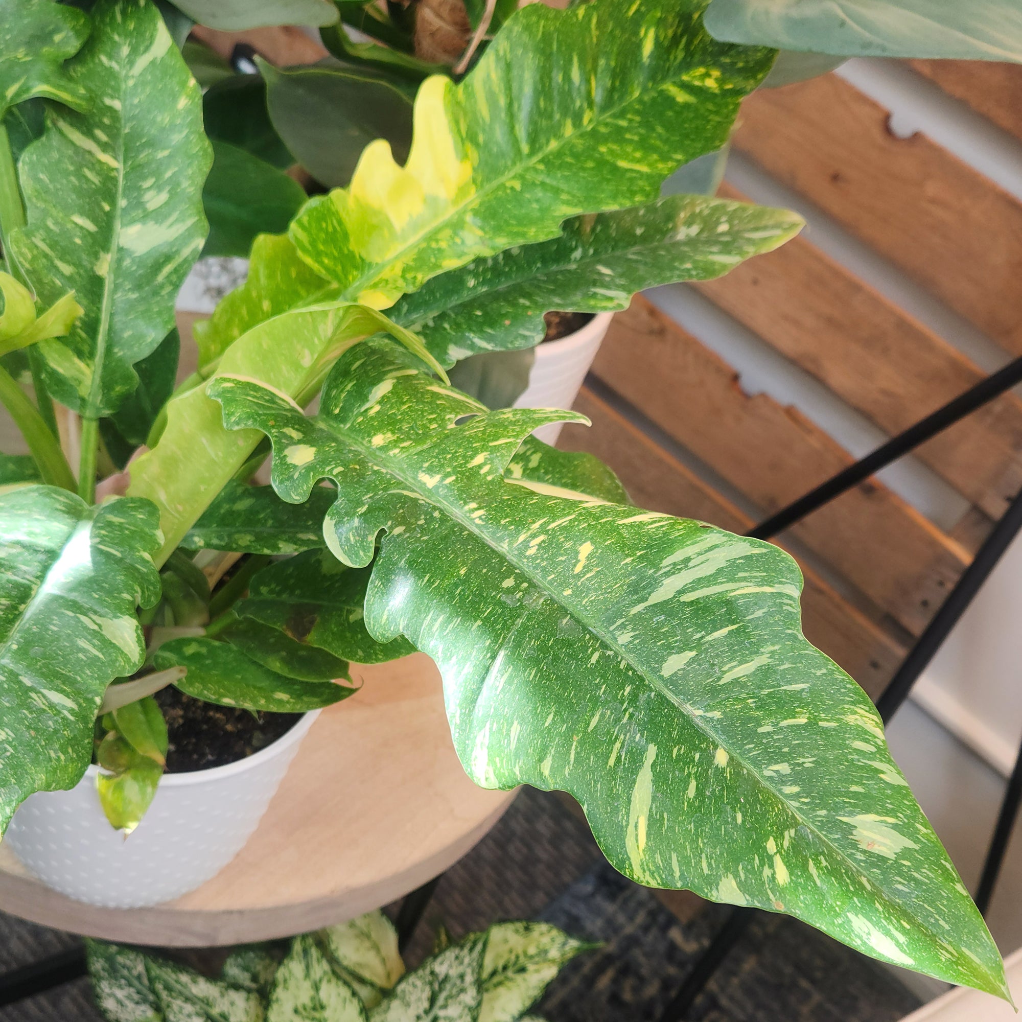 Variegated Philodendron 'Ring of Fire': Unique Philodendrons for Plant Lovers - (6” Pot) – Variegated Plants – Colorful Live Plants - Tropical House Plant - Real Plant for Home & Office