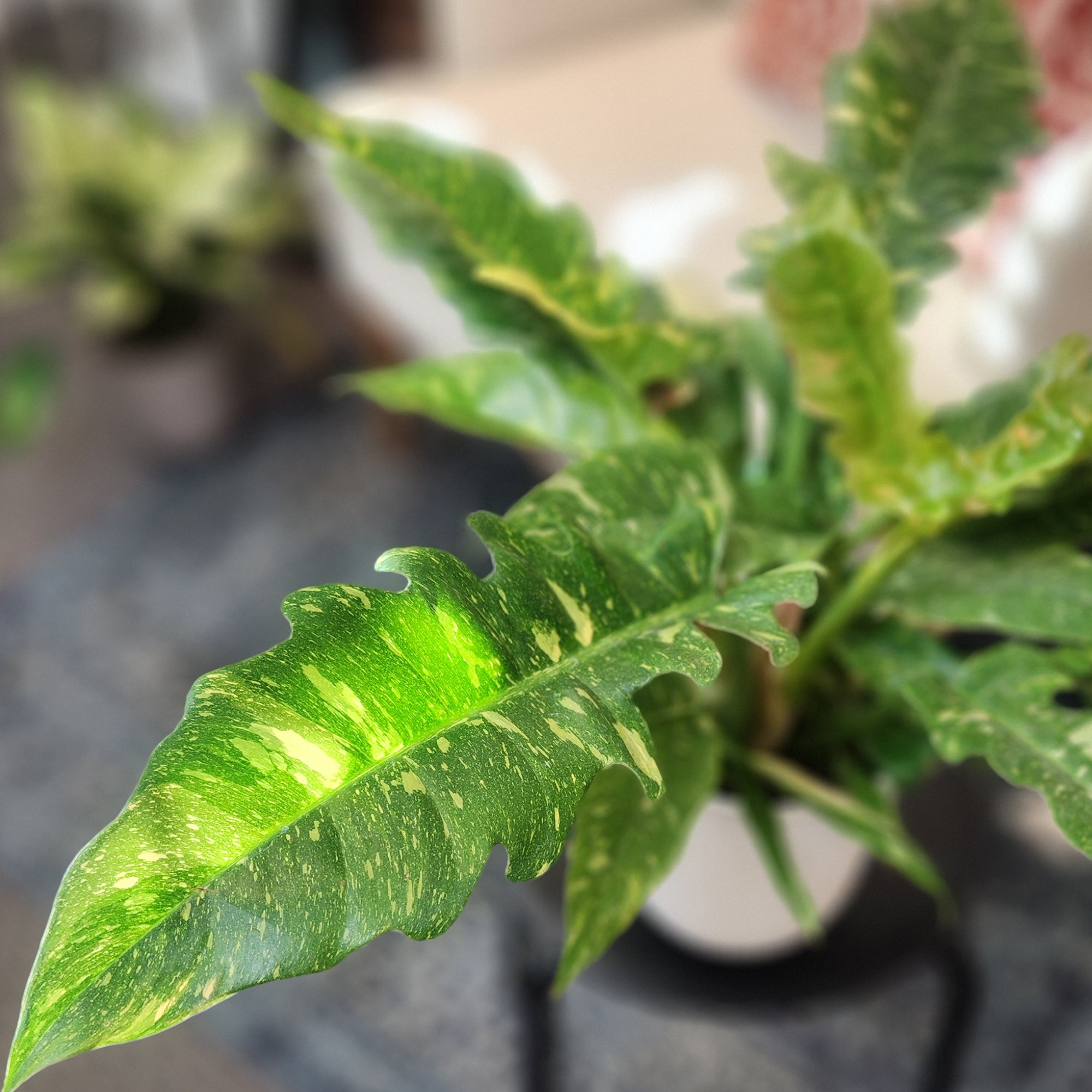 Variegated Philodendron 'Ring of Fire': Unique Philodendrons for Plant Lovers - (6” Pot) – Variegated Plants – Colorful Live Plants - Tropical House Plant - Real Plant for Home & Office