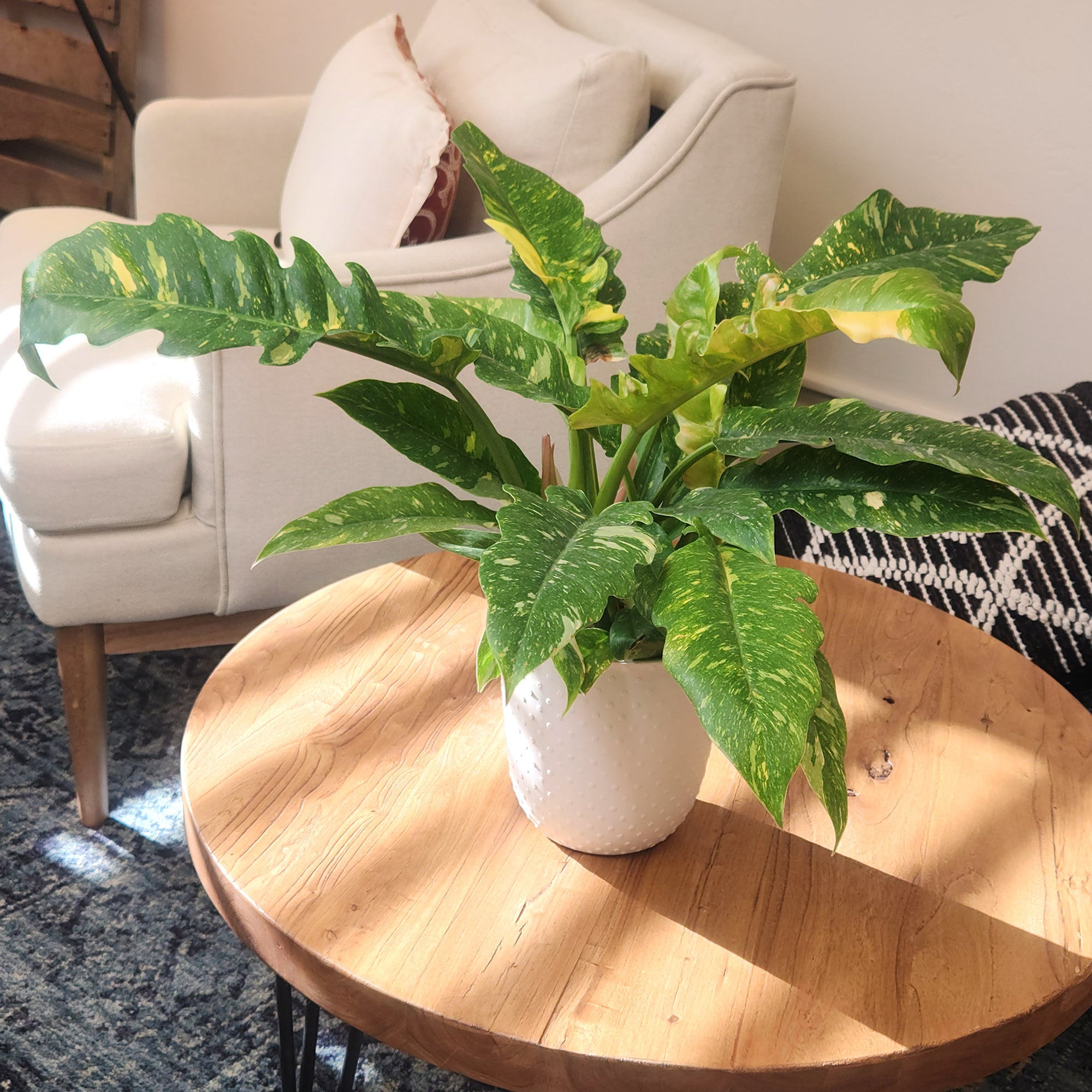 Variegated Philodendron 'Ring of Fire': Unique Philodendrons for Plant Lovers - (6” Pot) – Variegated Plants – Colorful Live Plants - Tropical House Plant - Real Plant for Home & Office